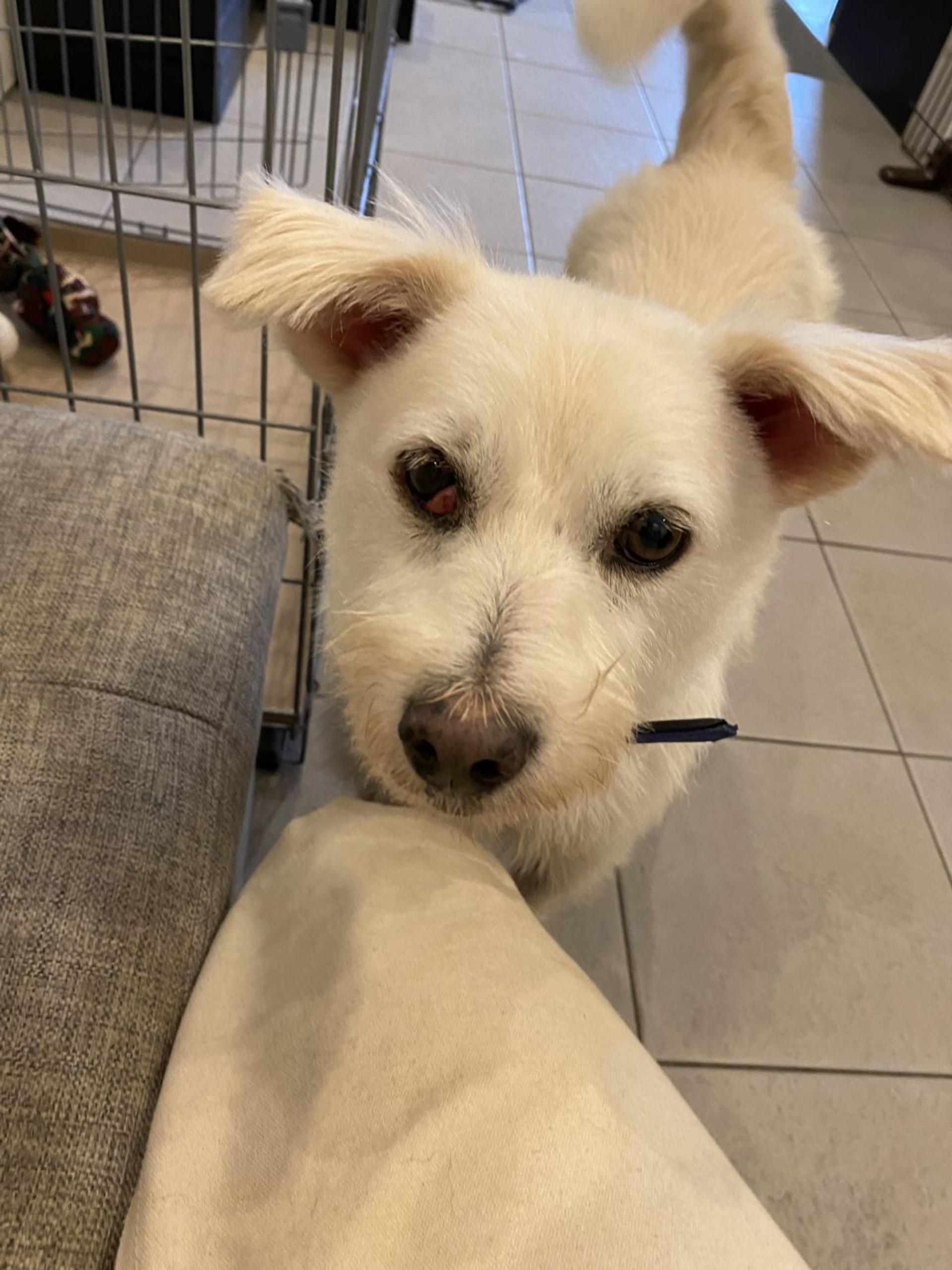 pet-image-2