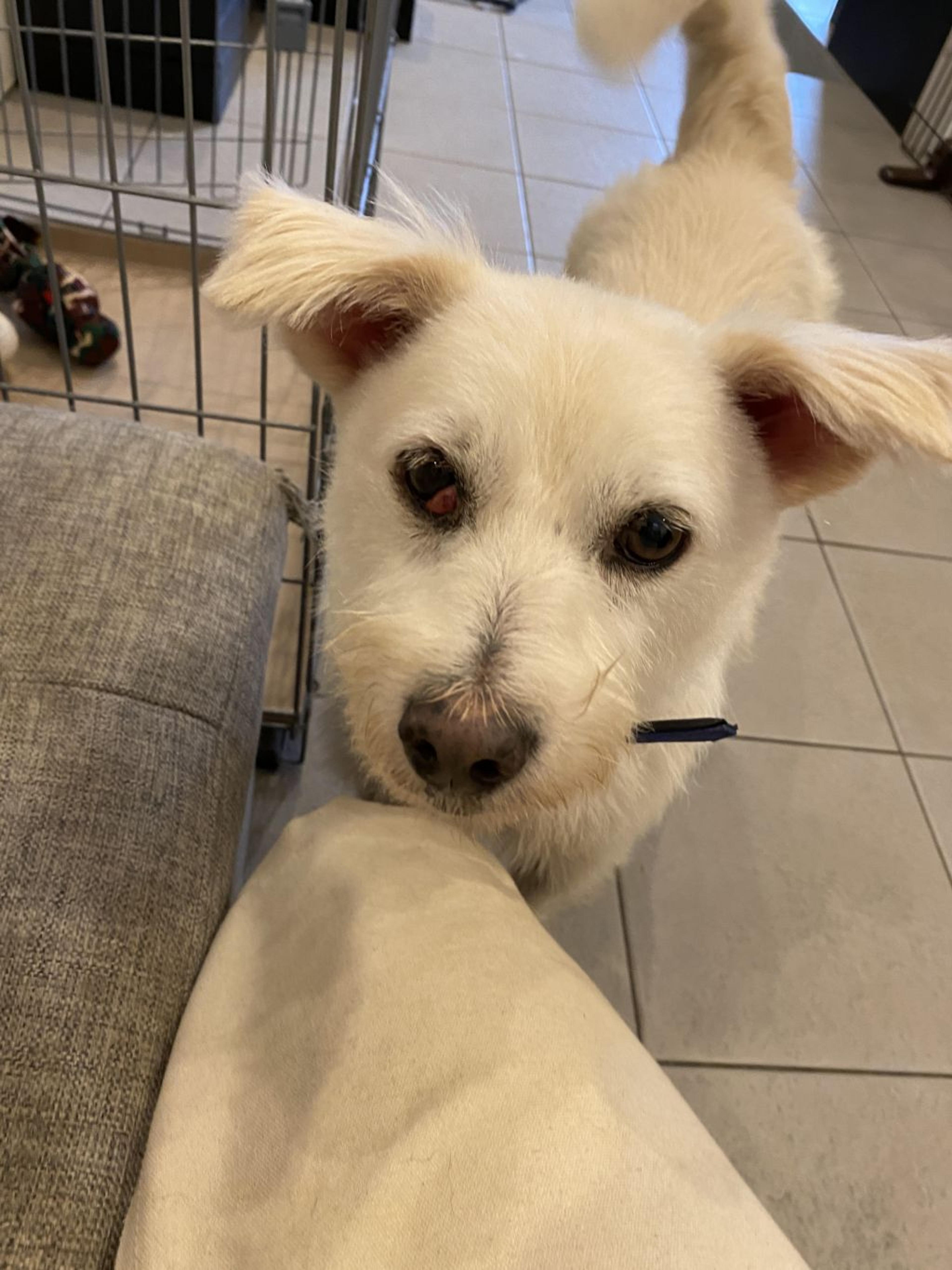 pet-image-2
