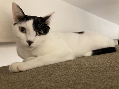 しっぽの写真