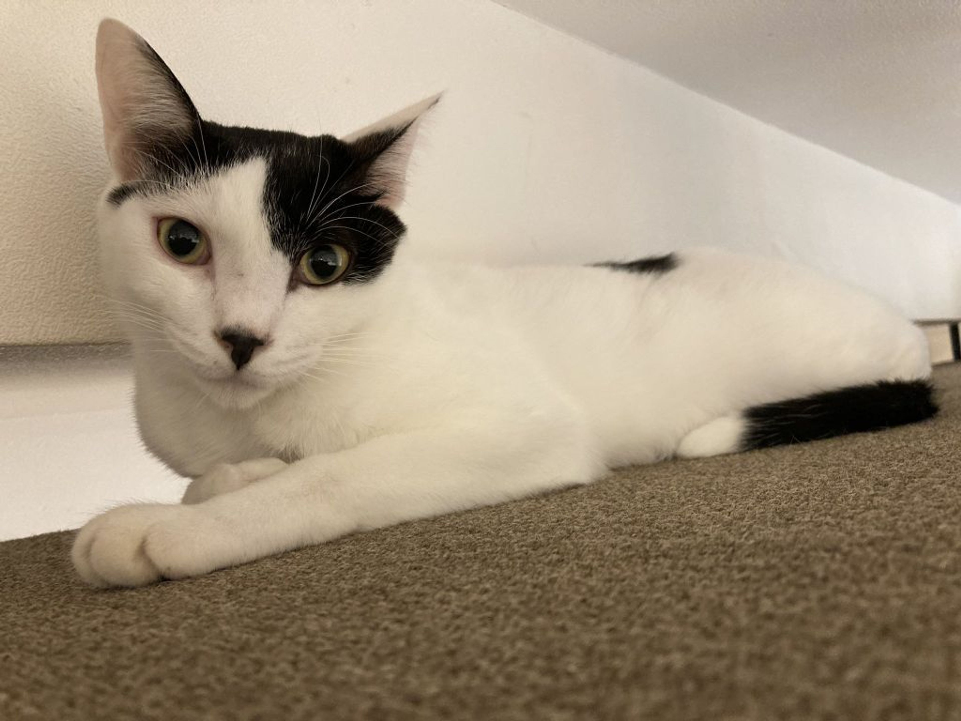 雑種（ミックス猫）・オスの里親募集の写真