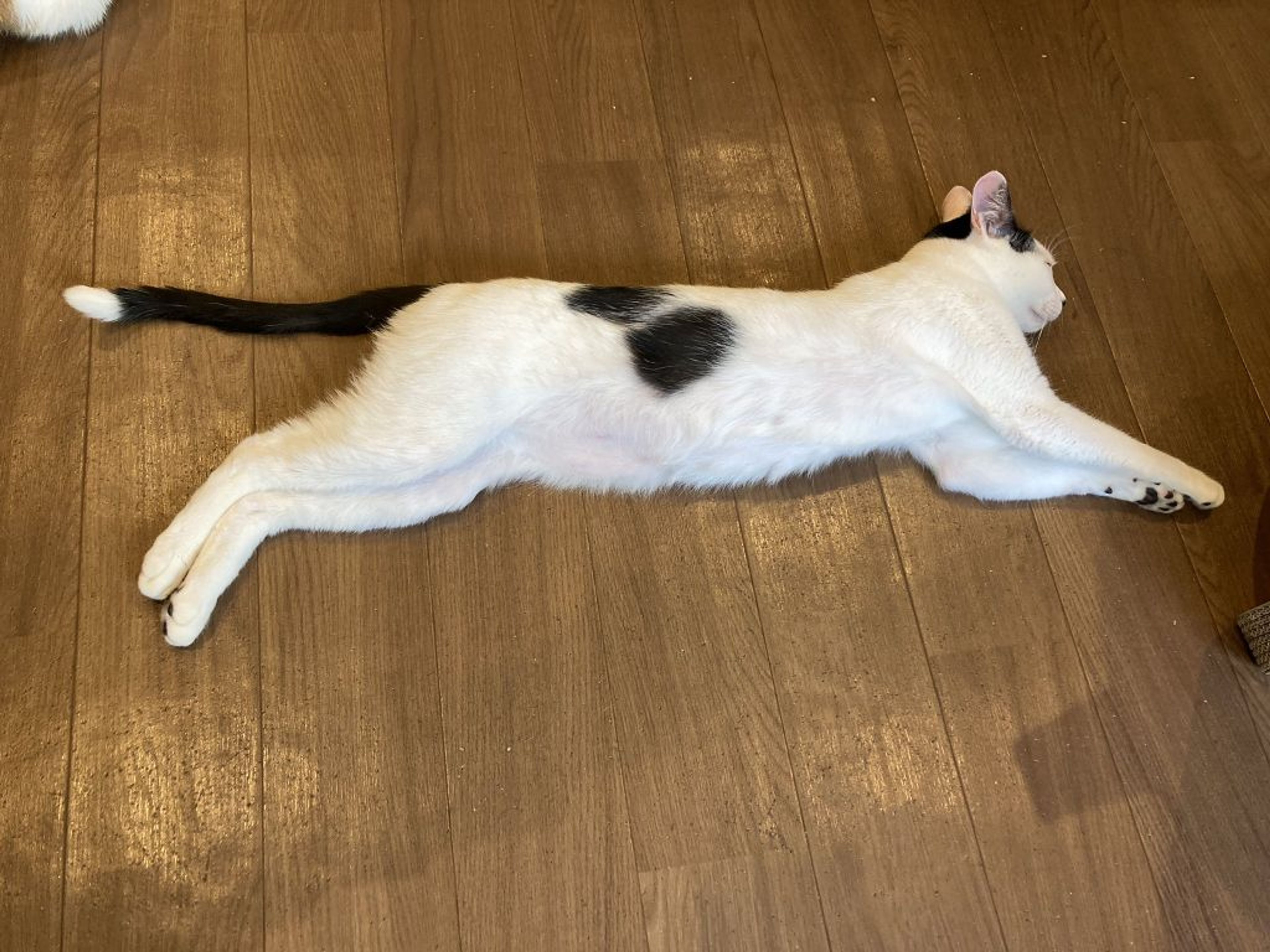 pet-image-2