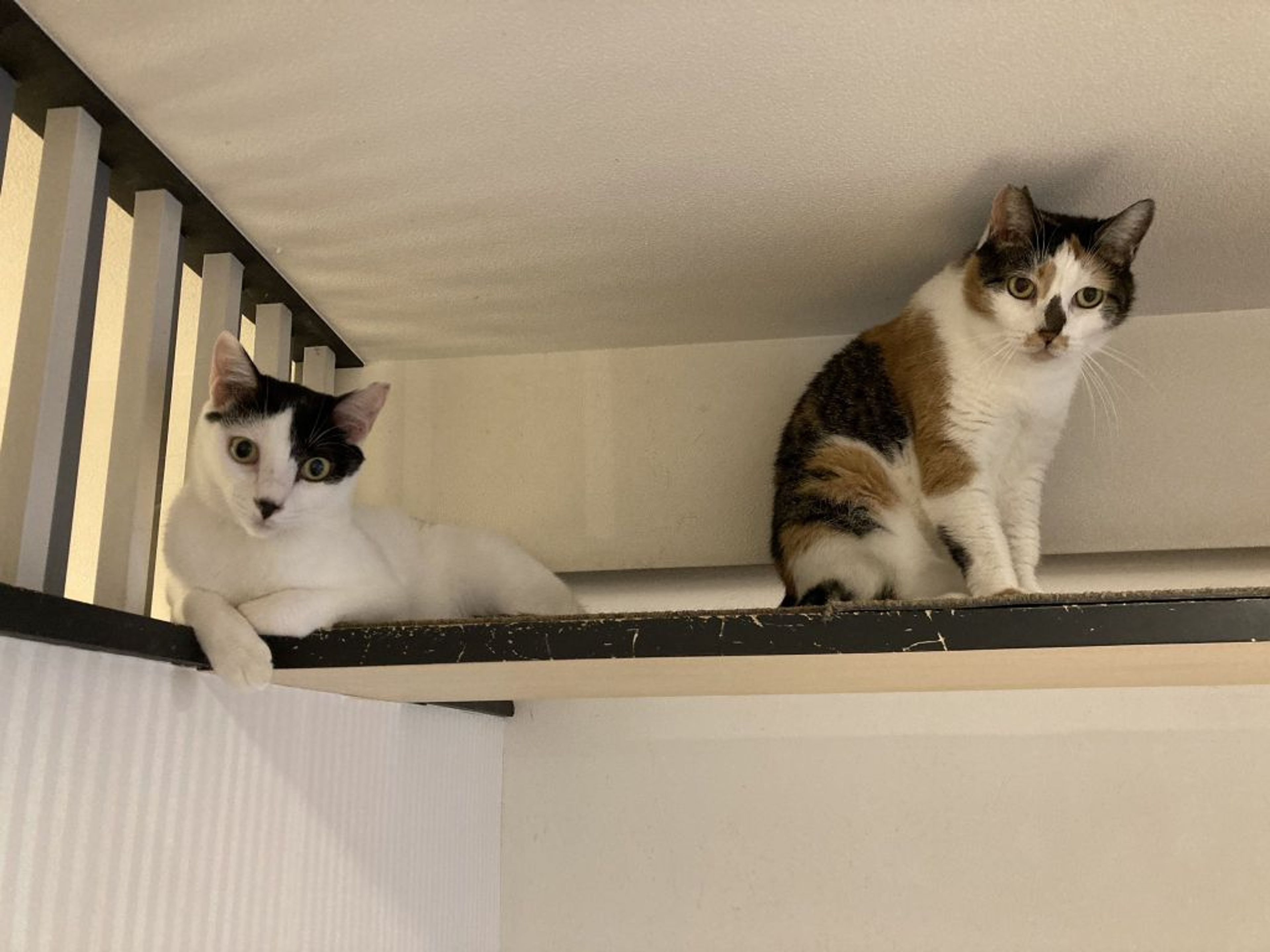 pet-image-3