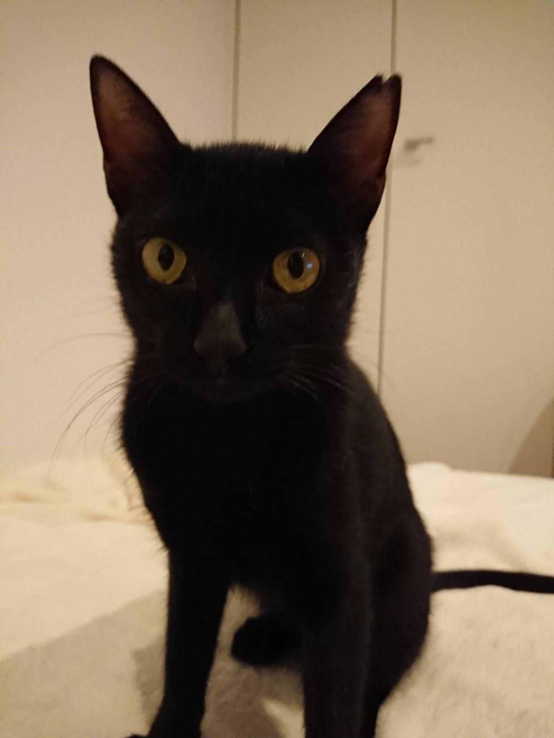 pet-image-2