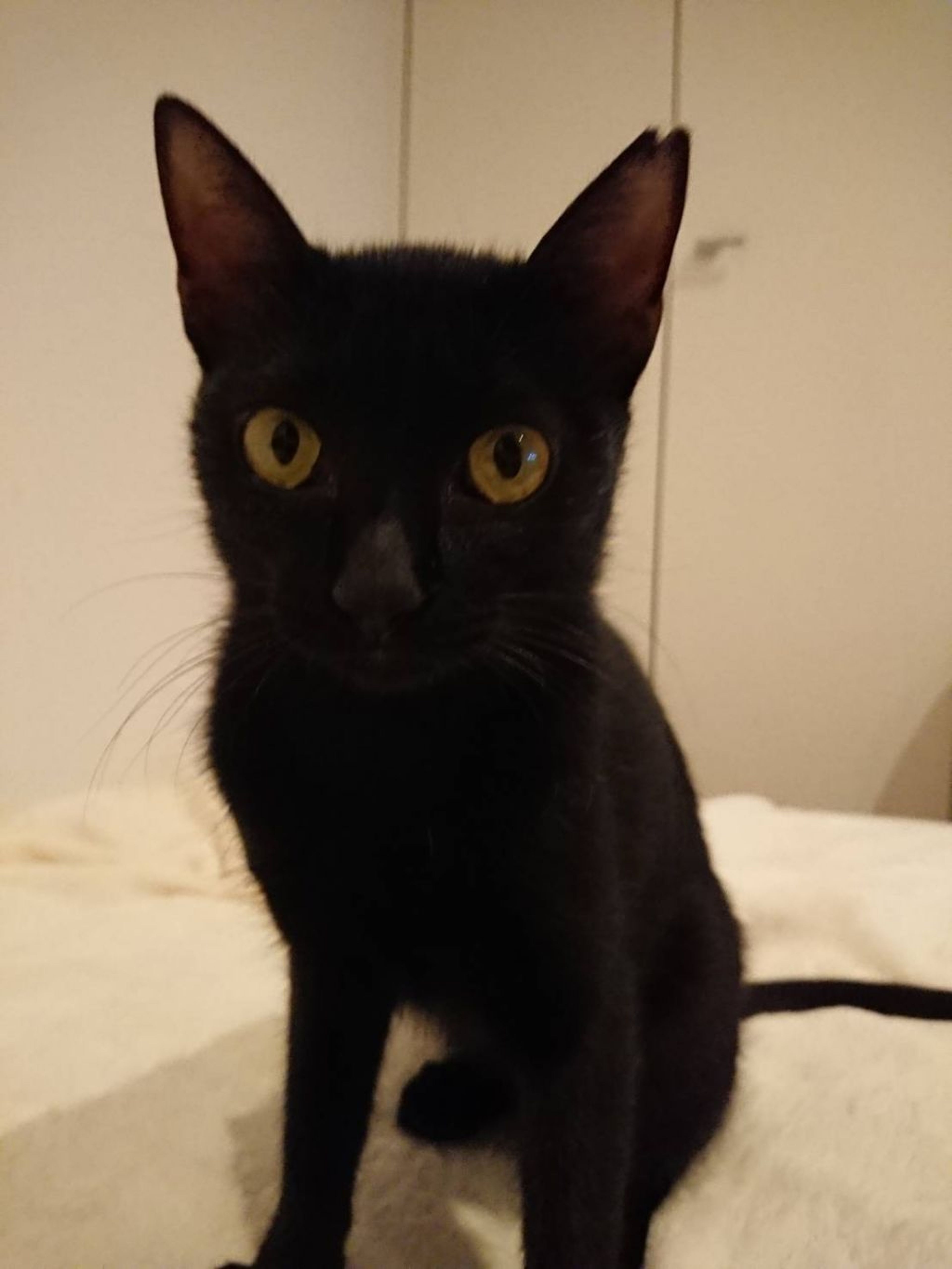 pet-image-2