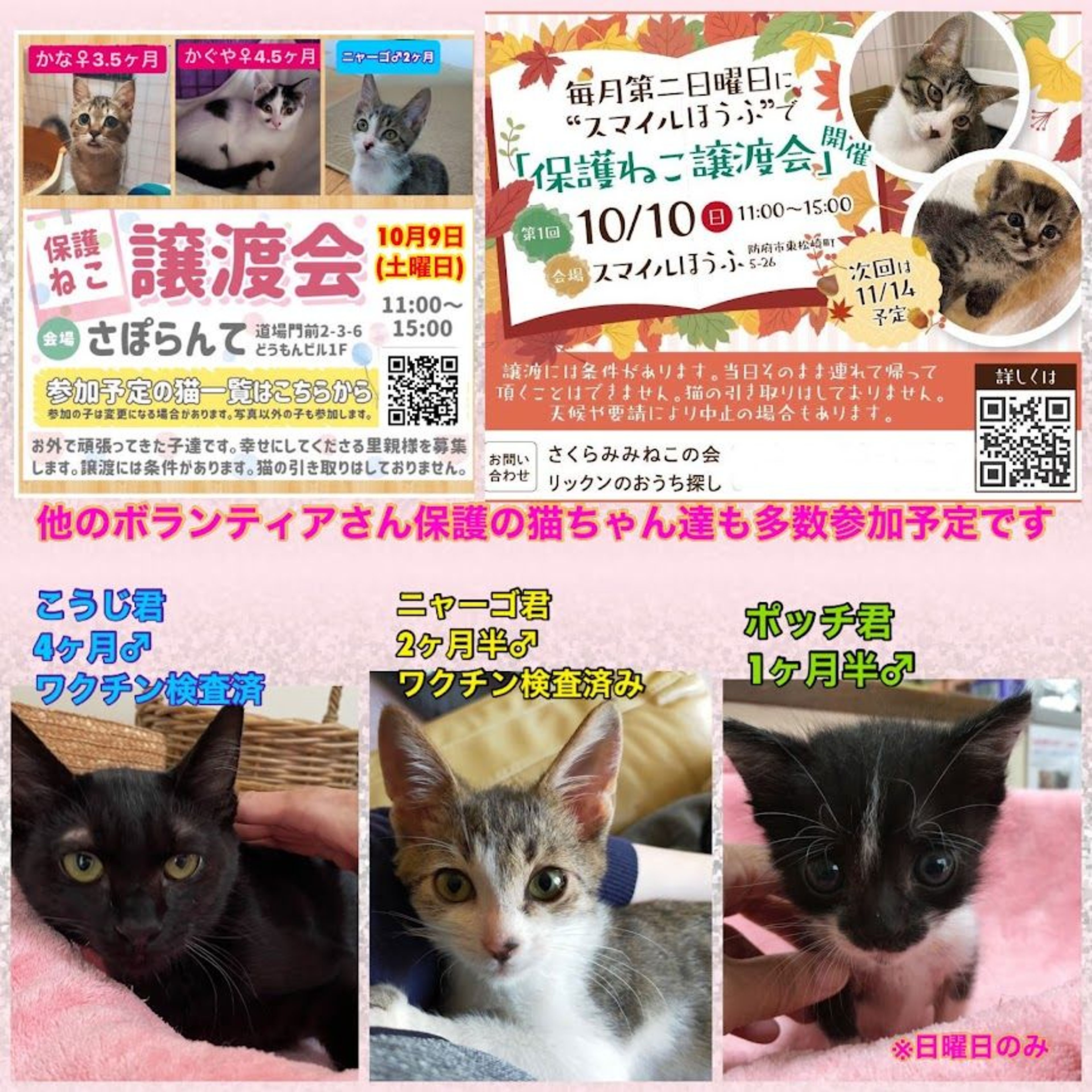 pet-image-8