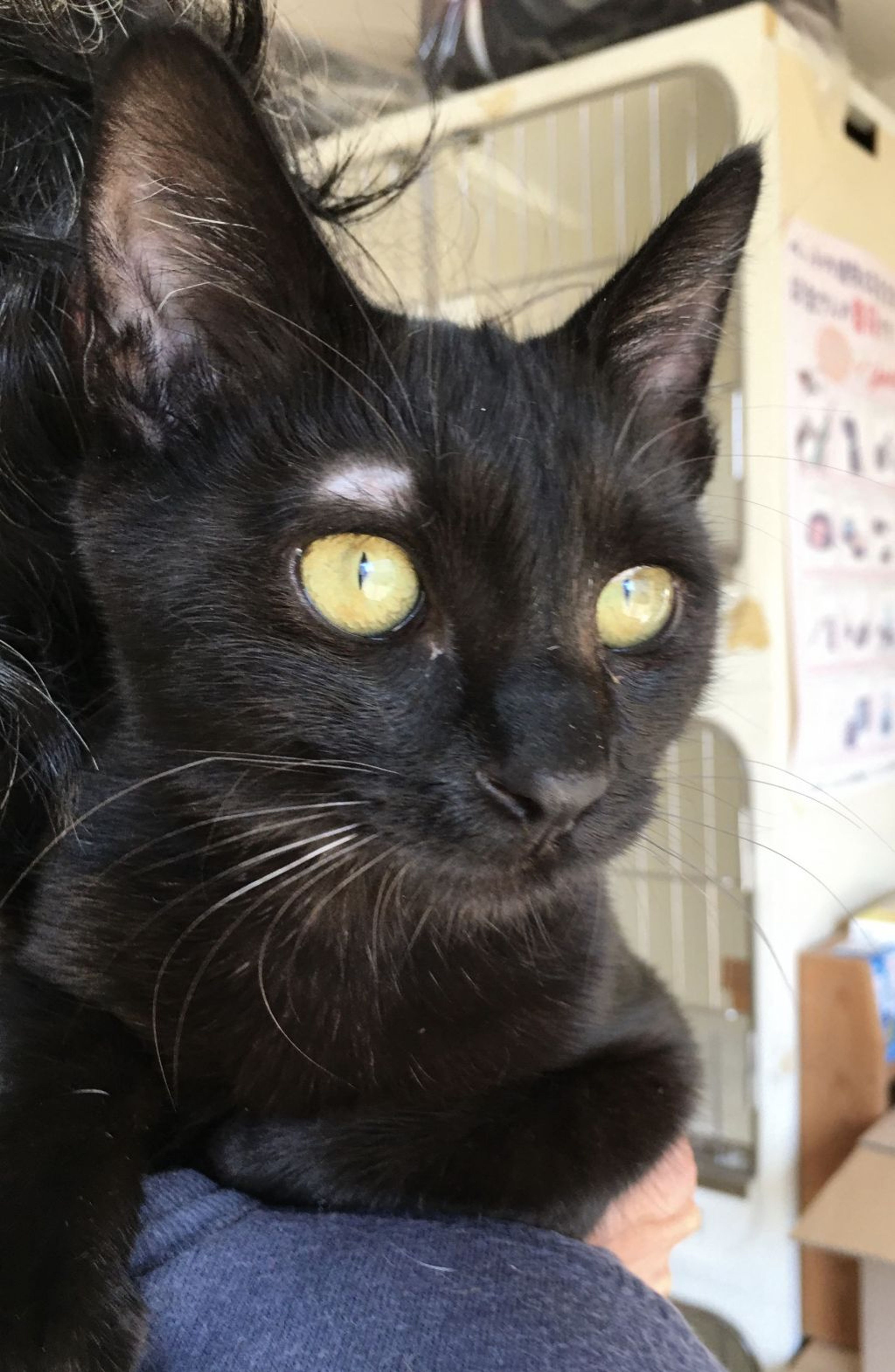 pet-image-2