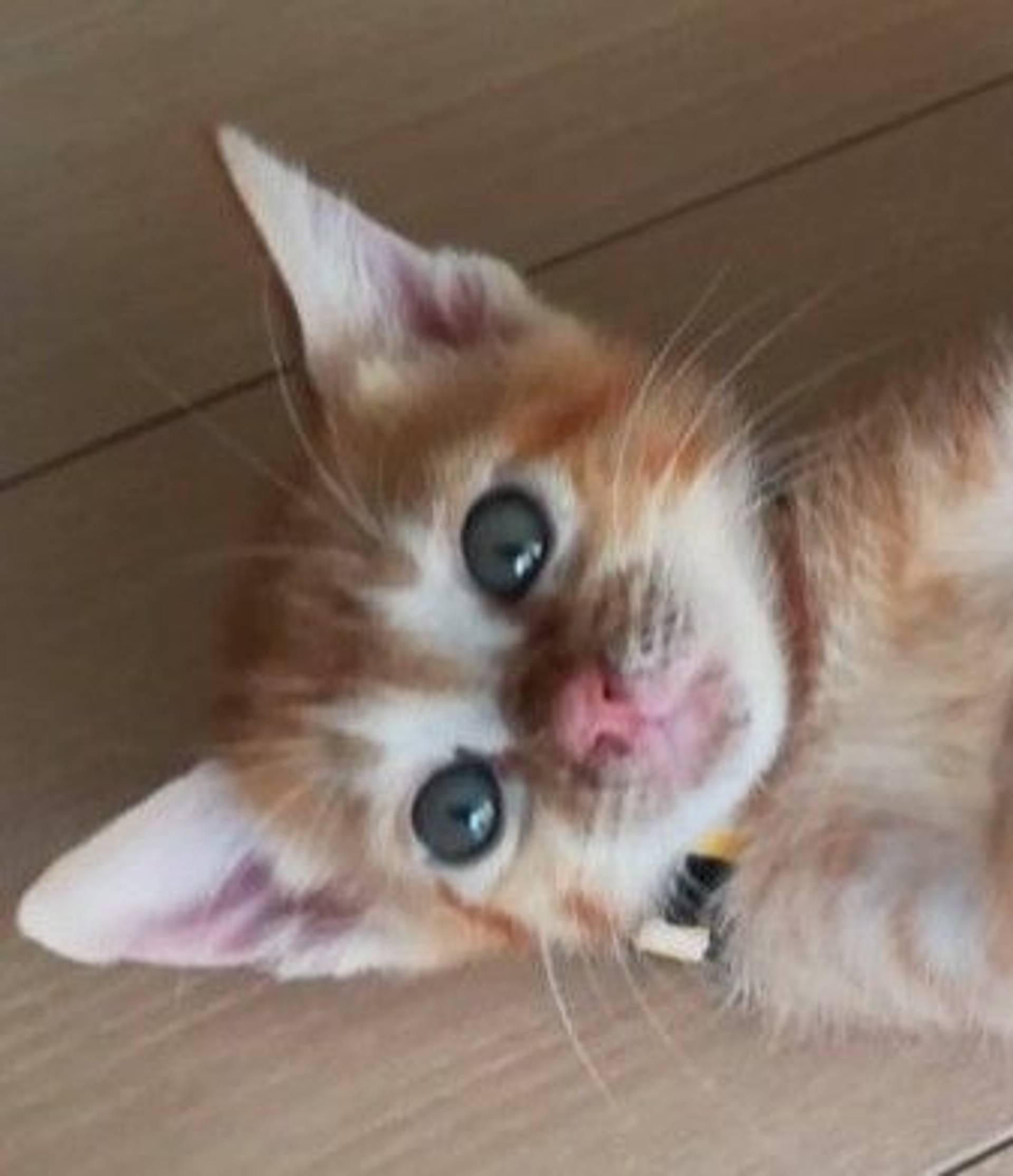 雑種（ミックス猫）・オスの里親募集の写真