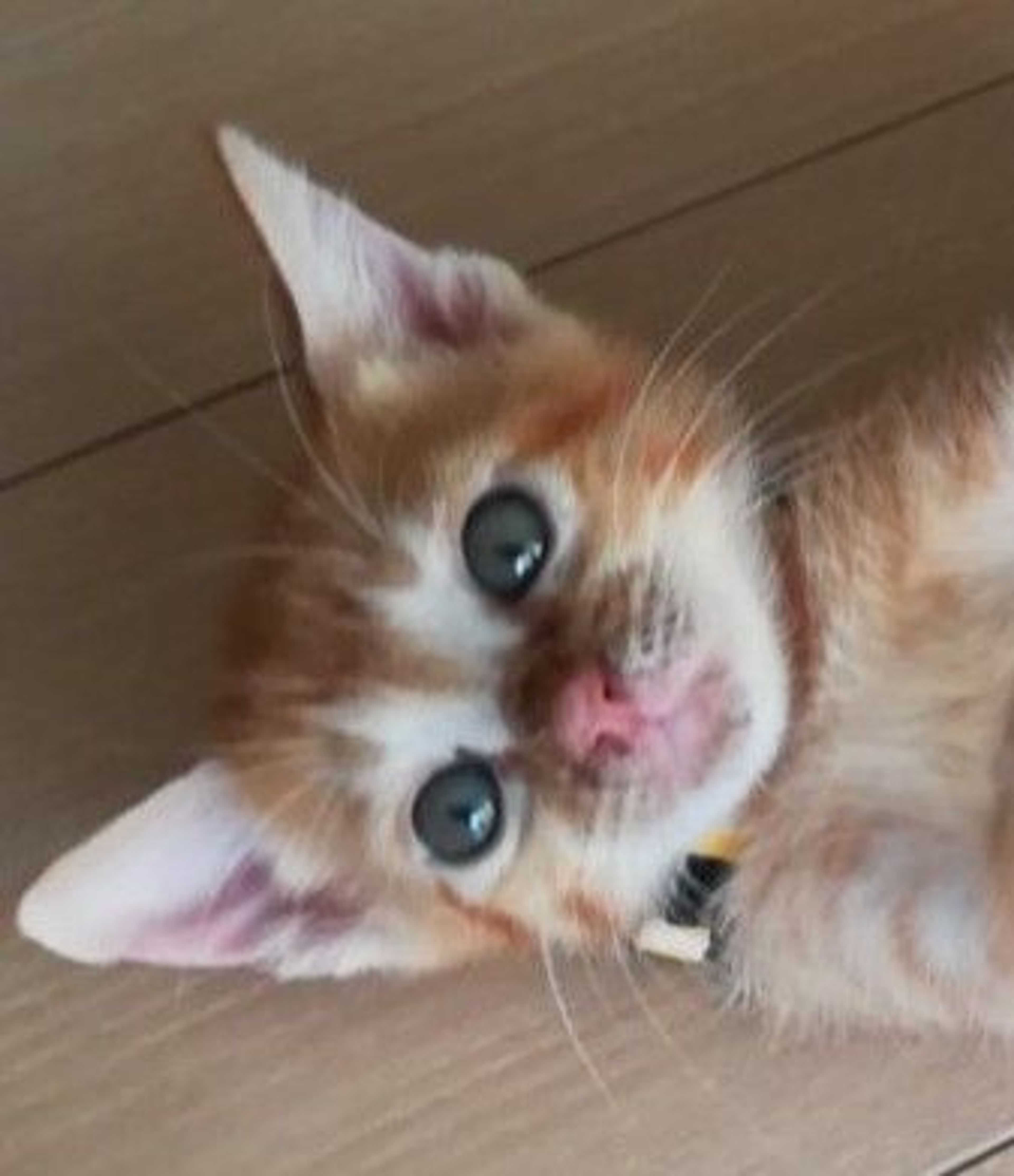雑種（ミックス猫）・オスの里親募集の写真