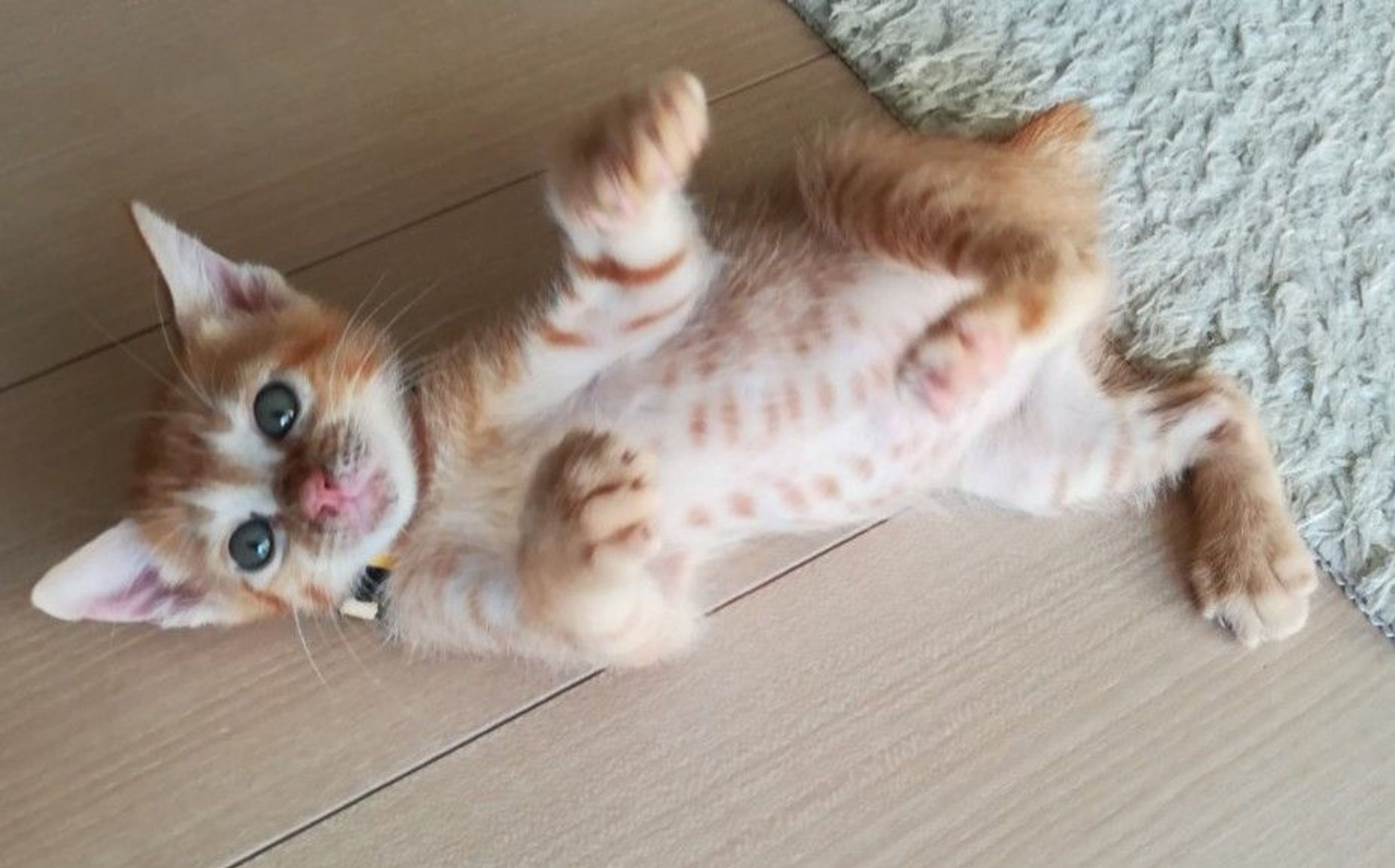 pet-image-3