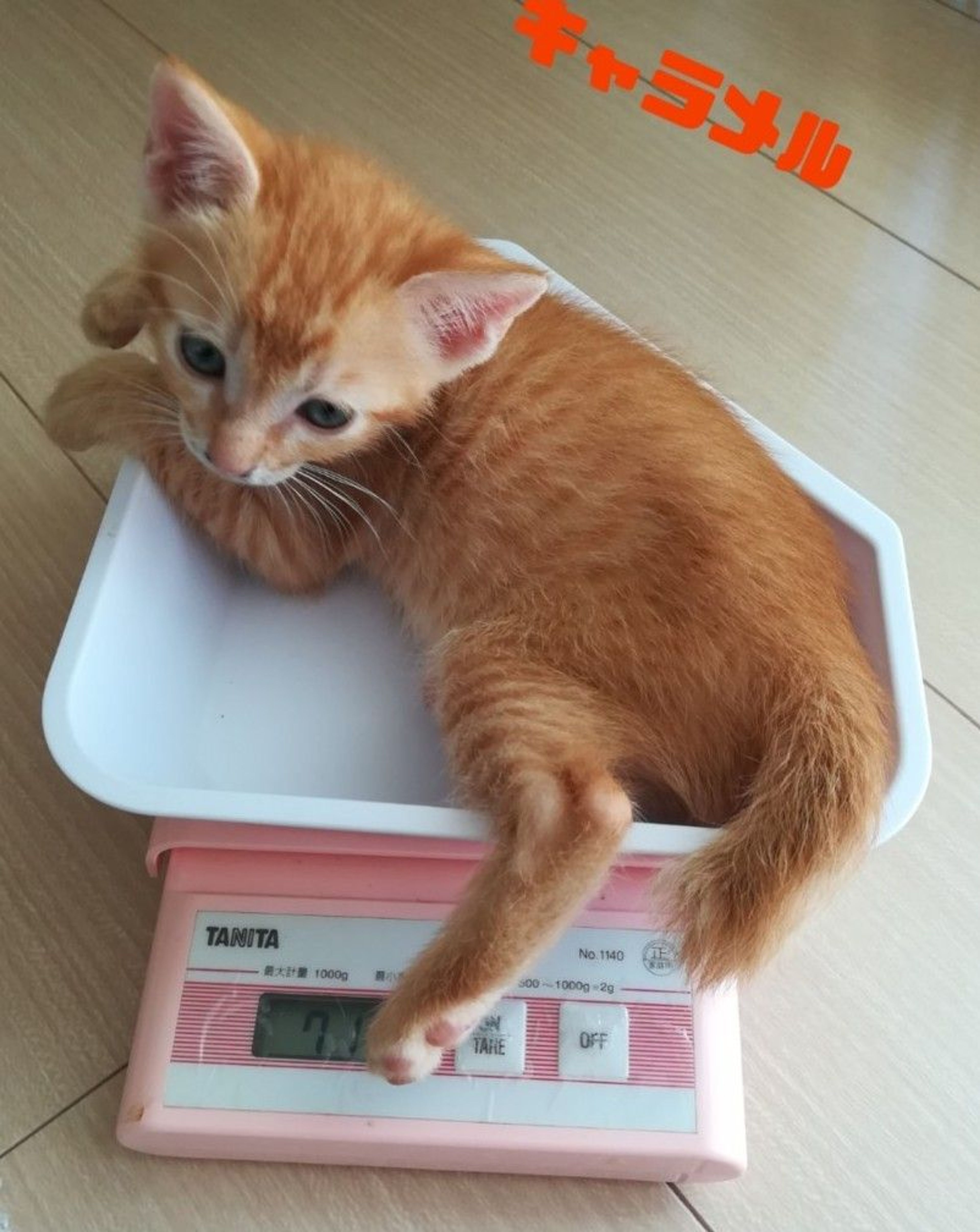 pet-image-4