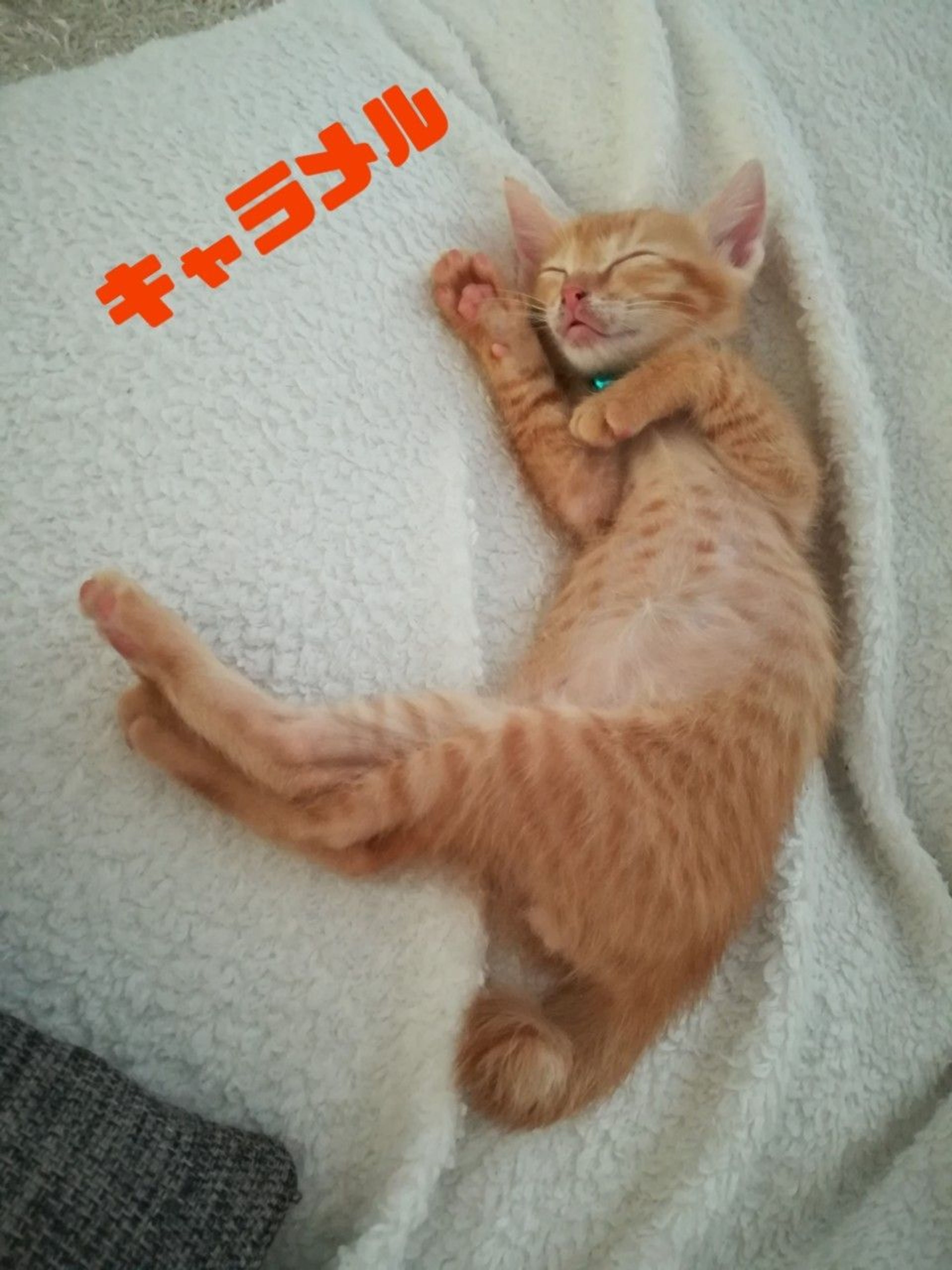 pet-image-5