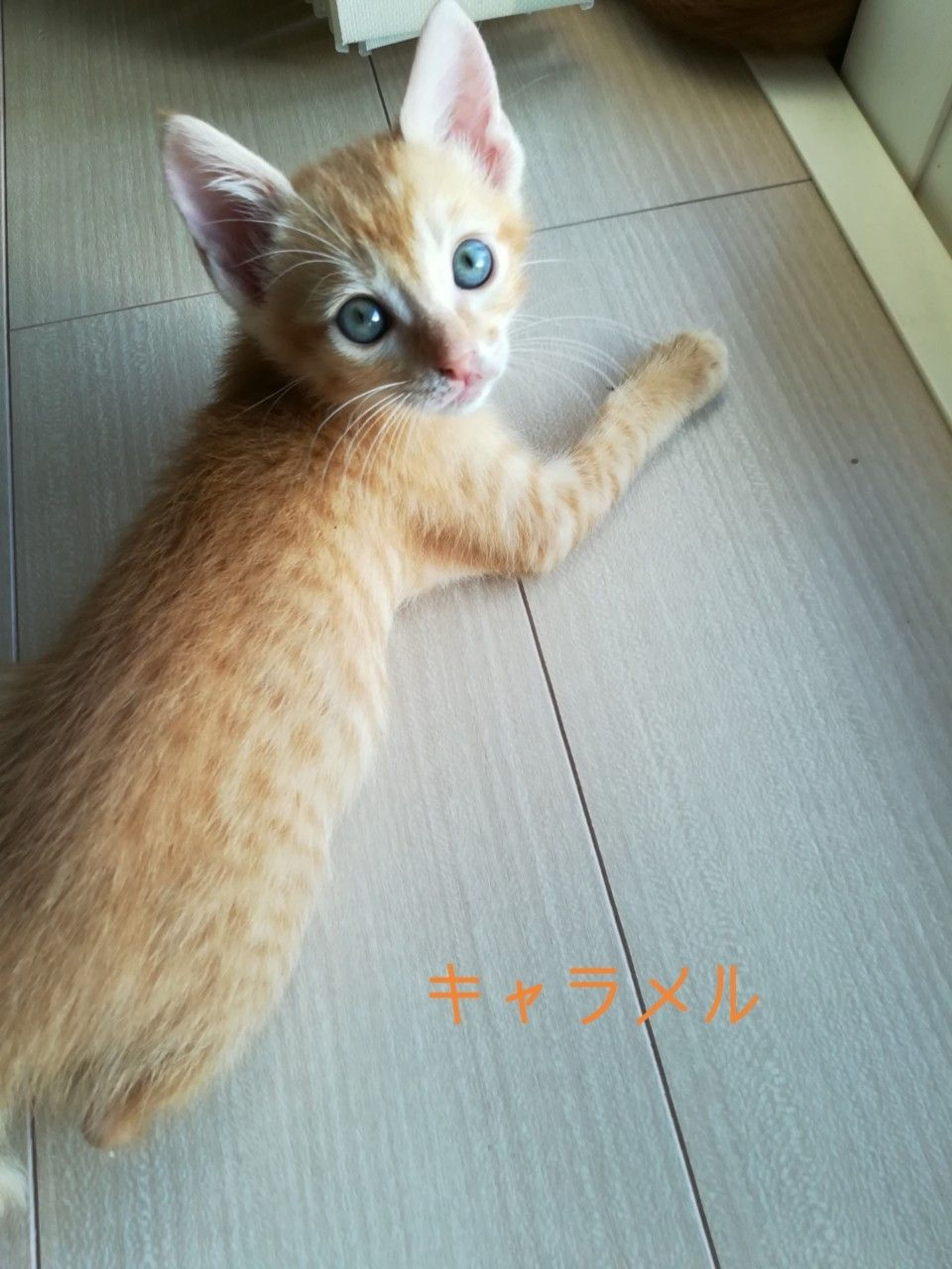 pet-image-6