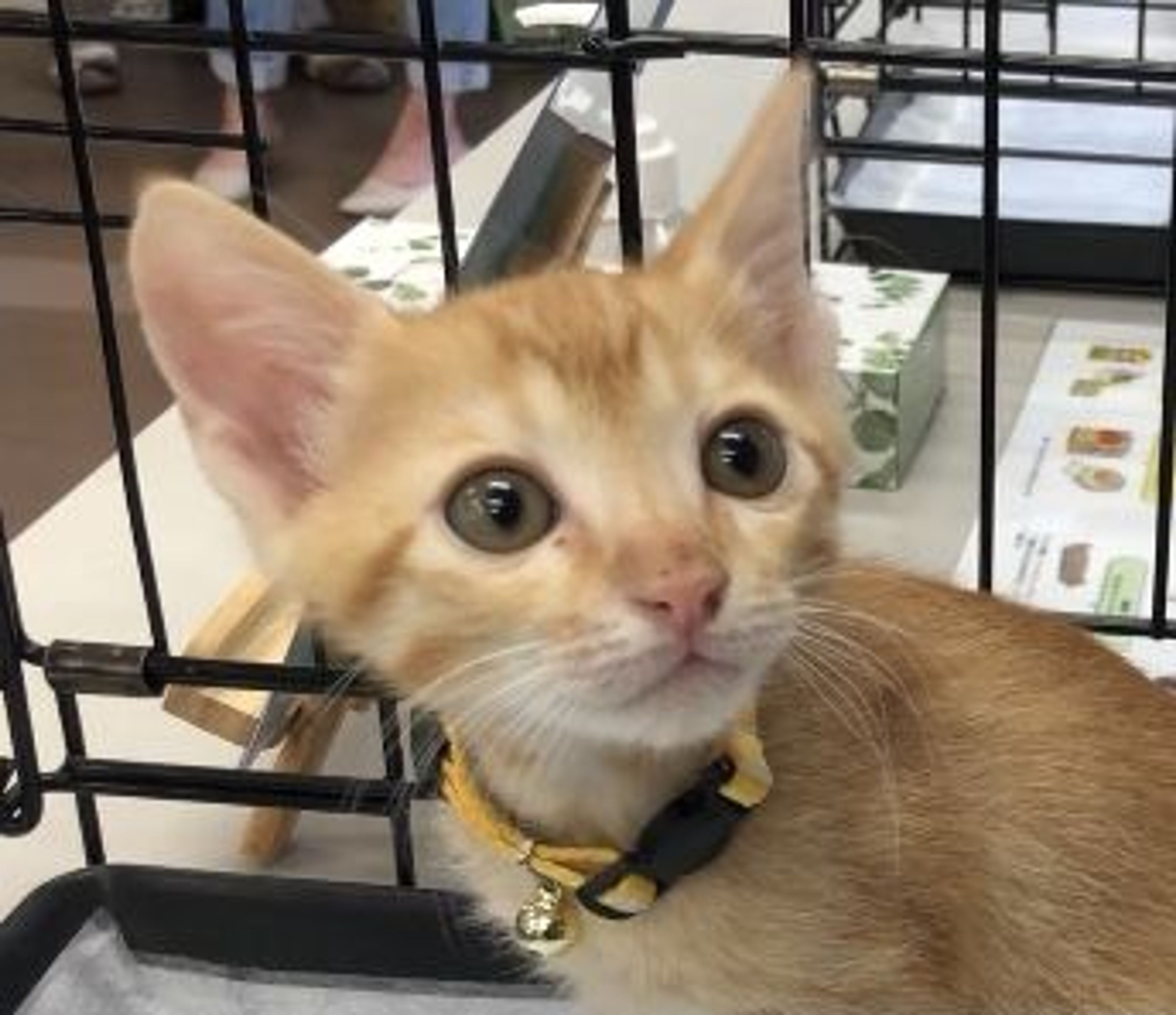 雑種（ミックス猫）・オスの里親募集の写真