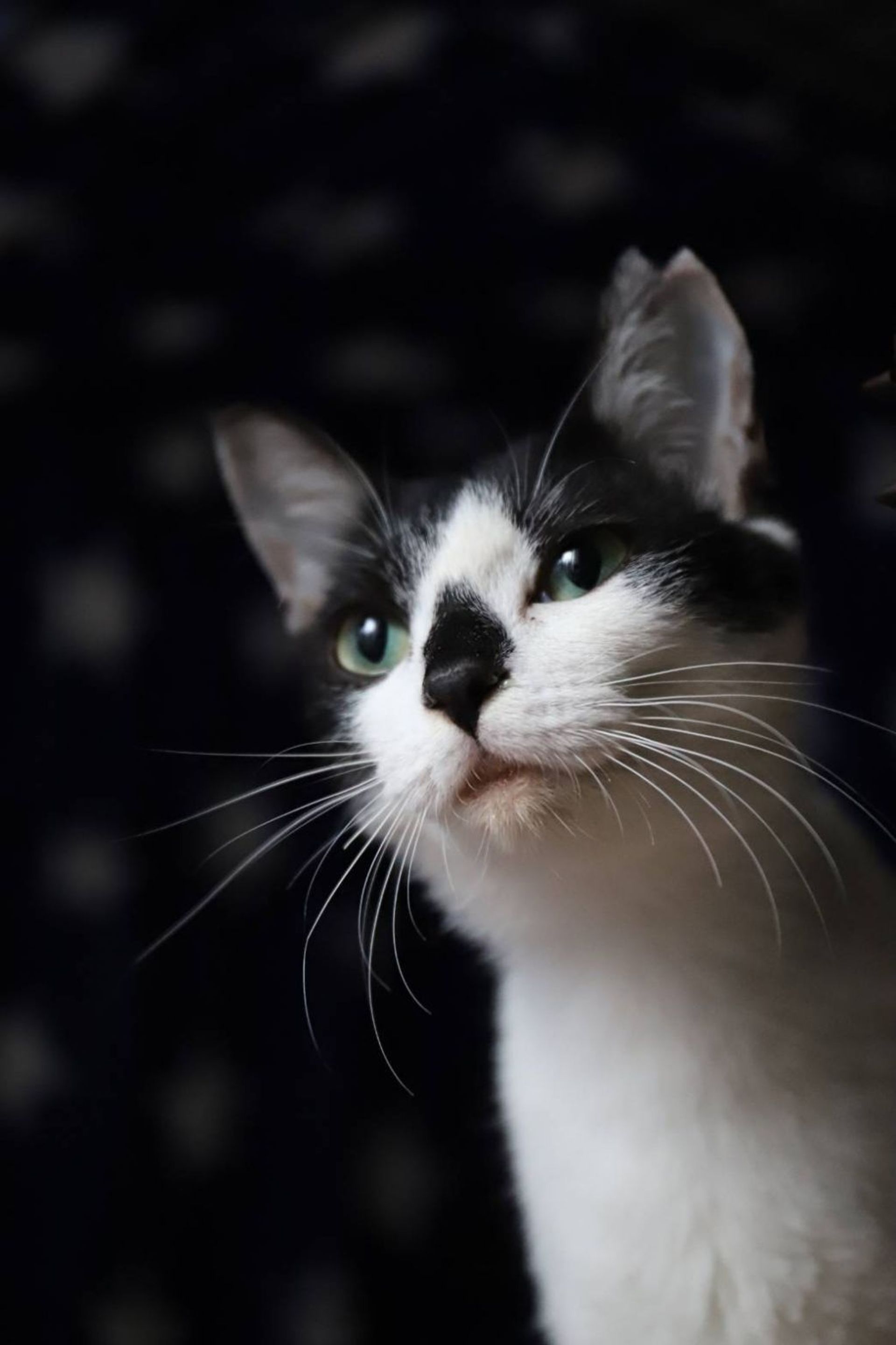 雑種（ミックス猫）・メスの里親募集の写真