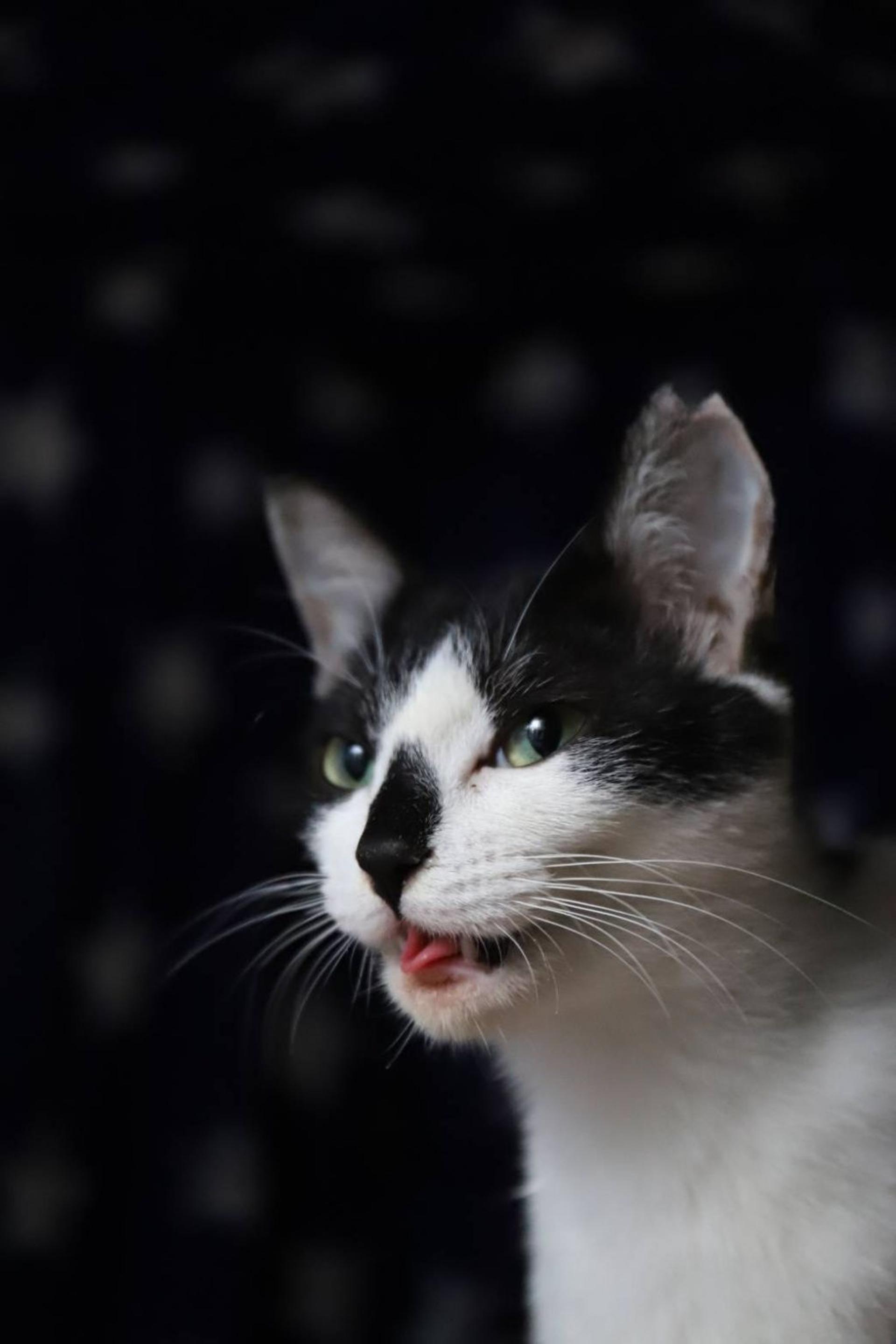 pet-image-2