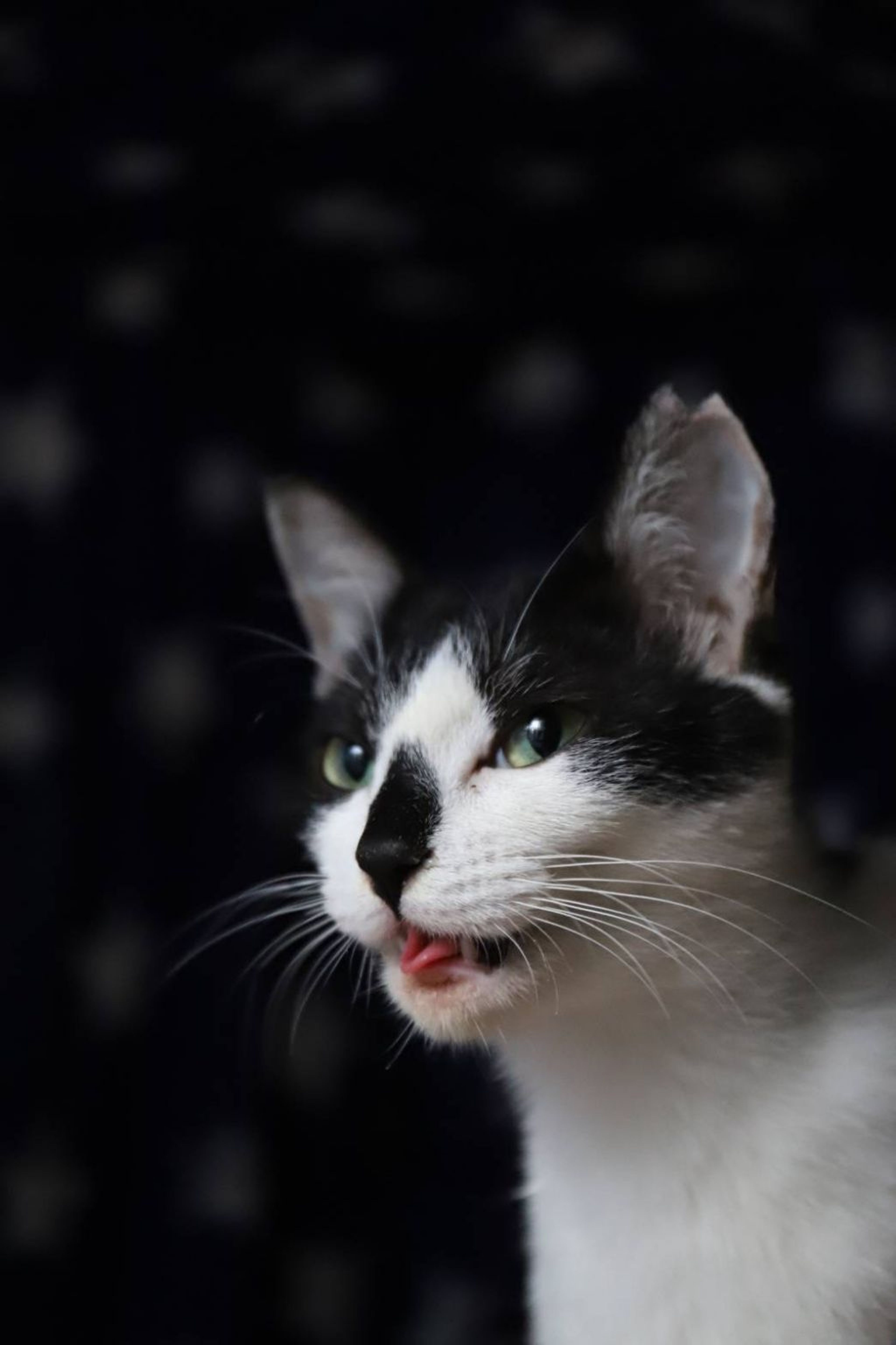 pet-image-2
