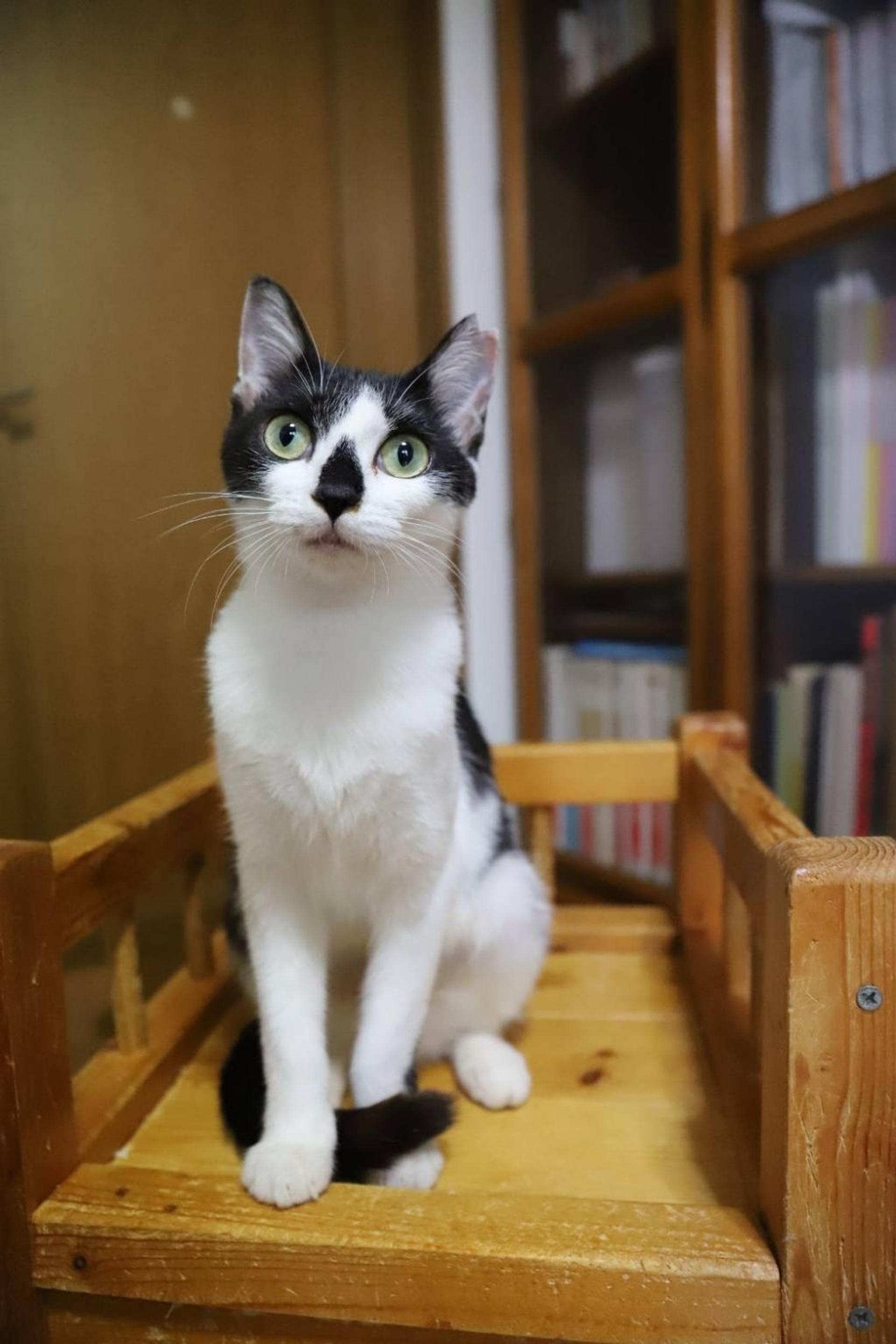 pet-image-4