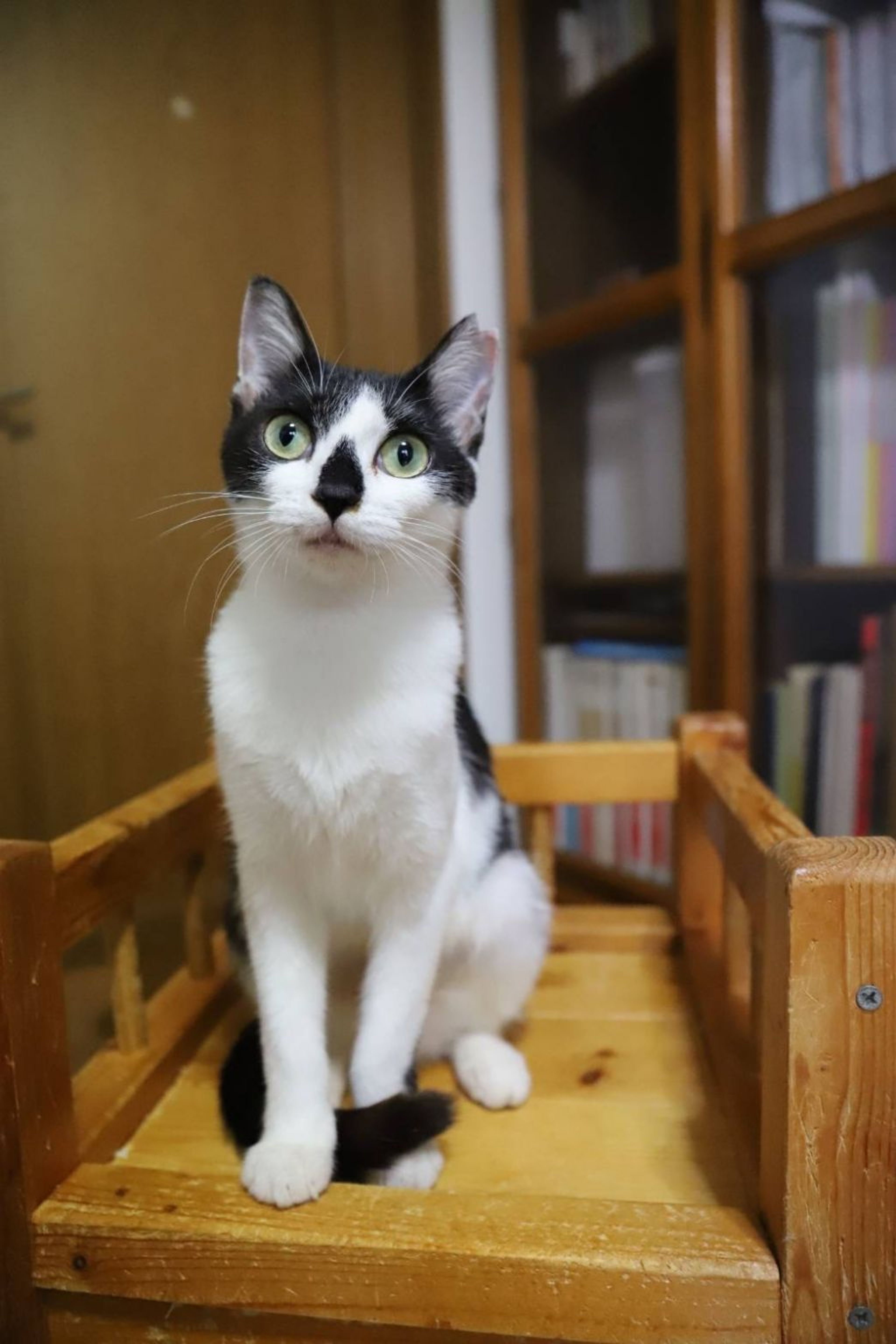 pet-image-4