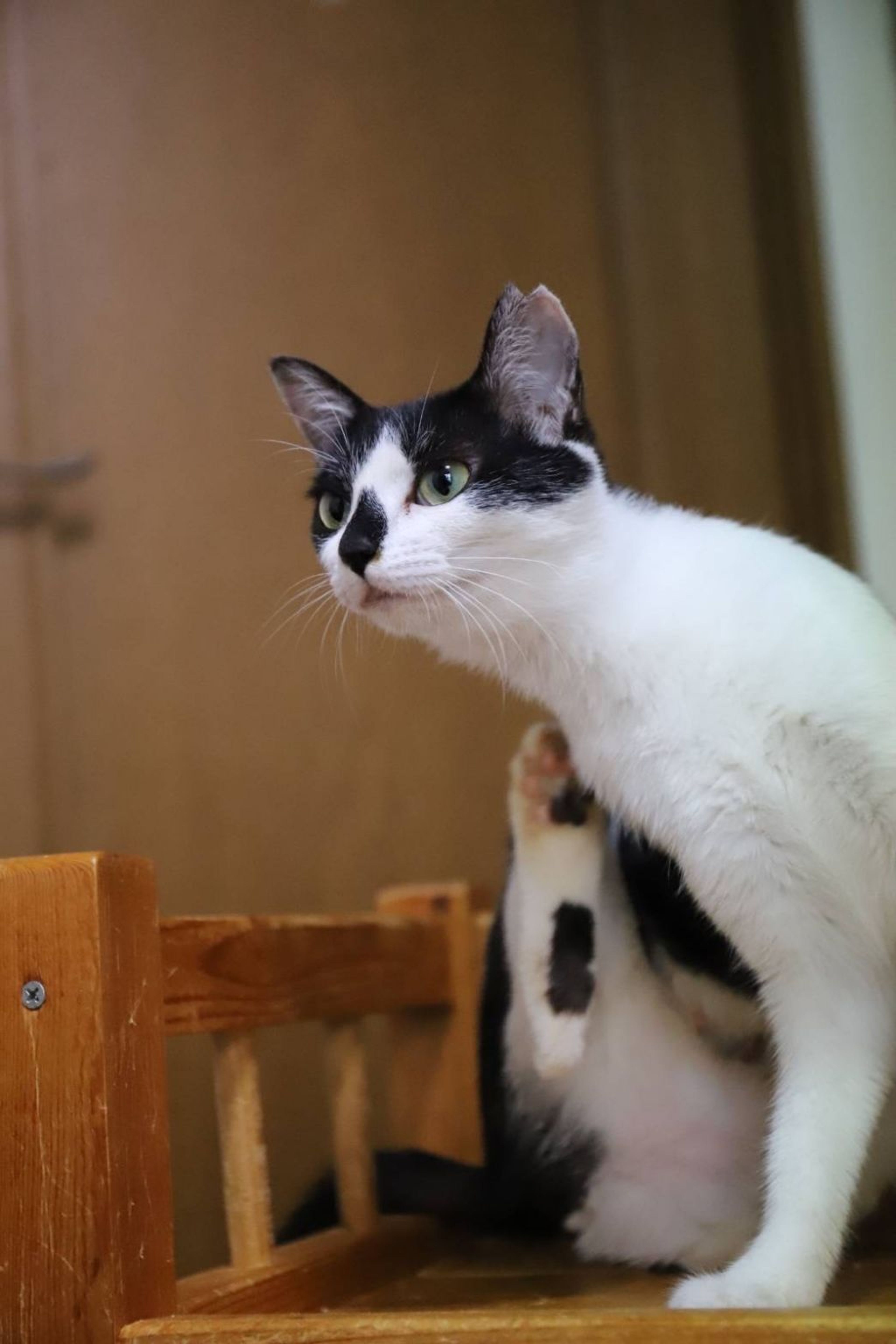 pet-image-5