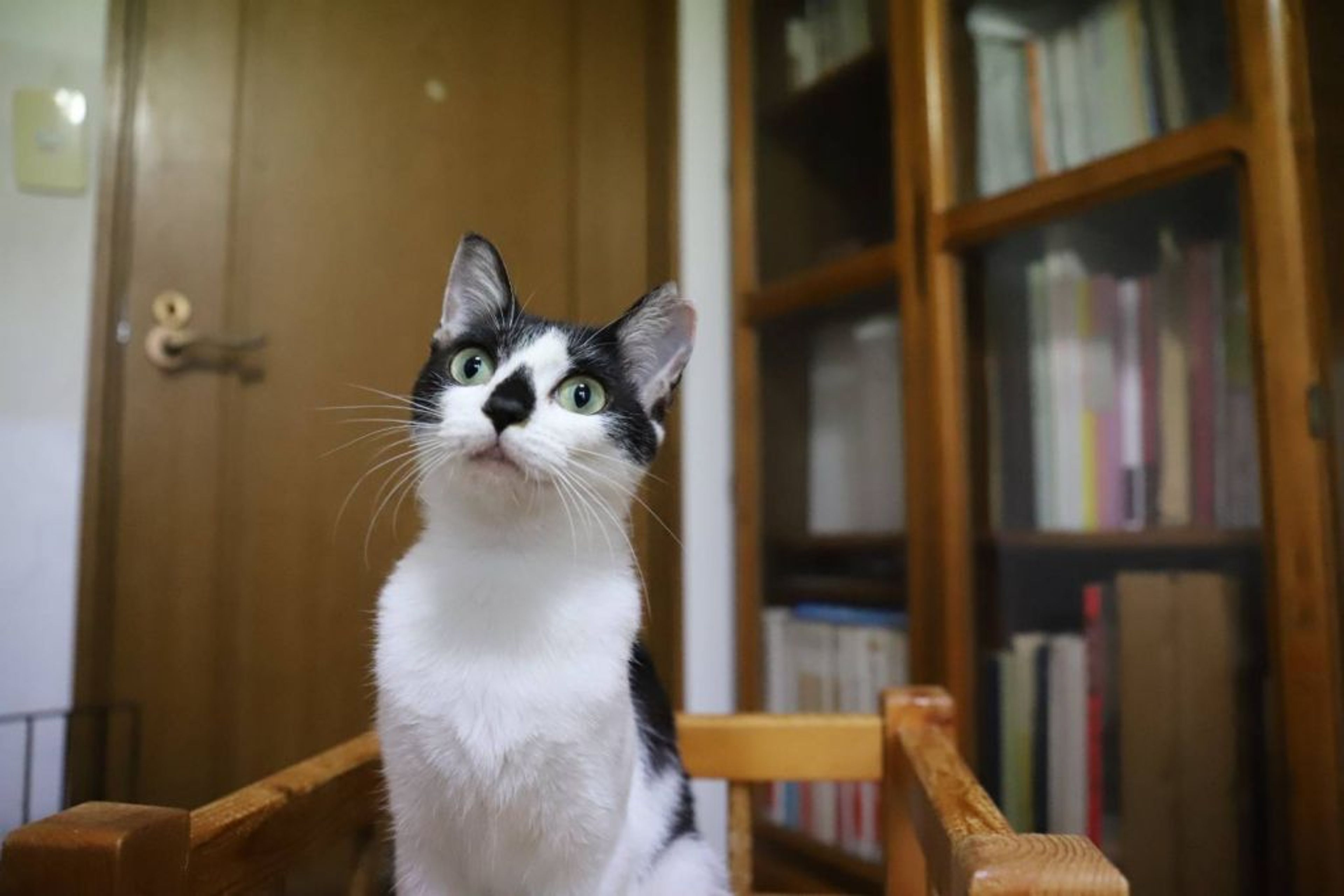 pet-image-6
