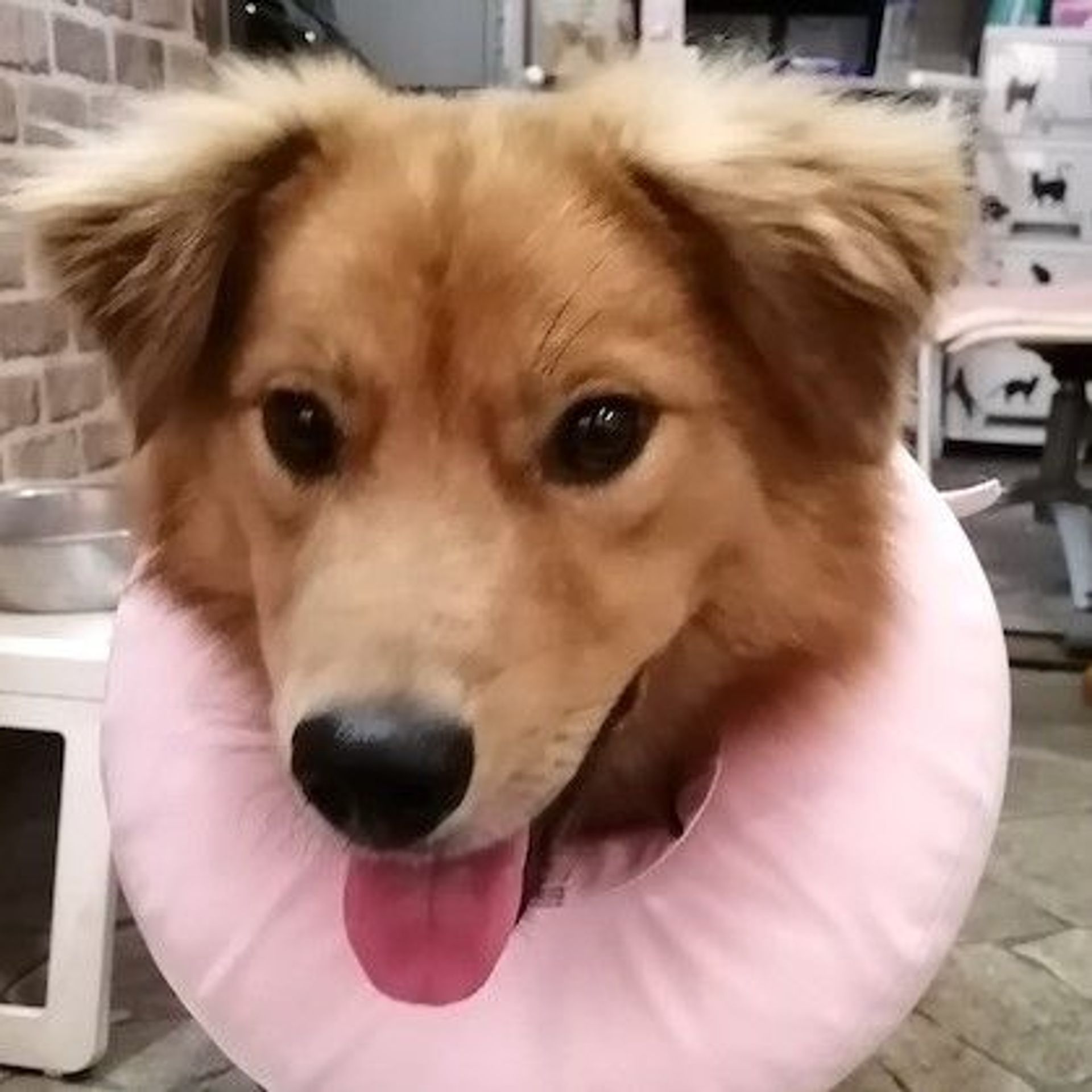 雑種（ミックス犬）・オスの里親募集の写真