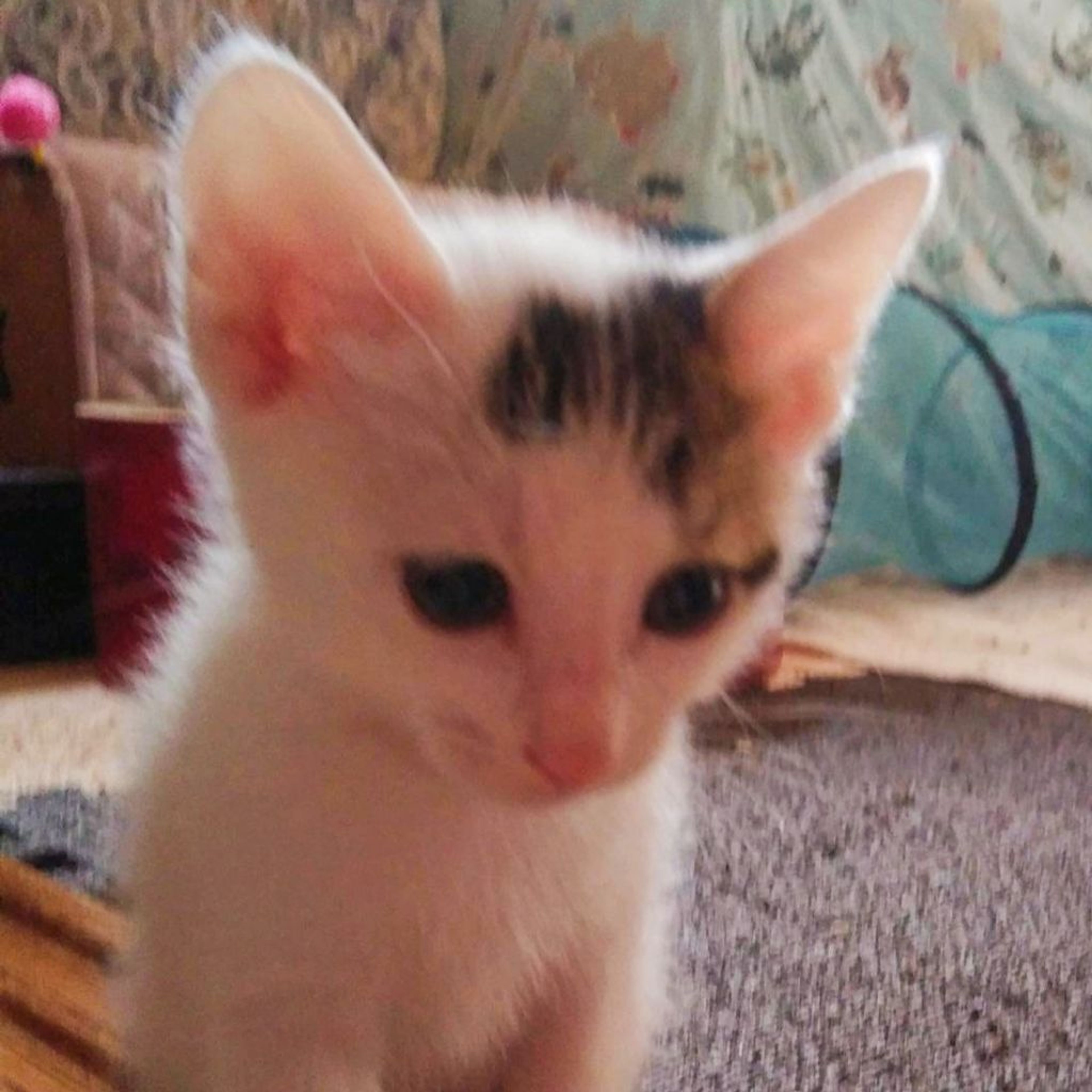 pet-image-2