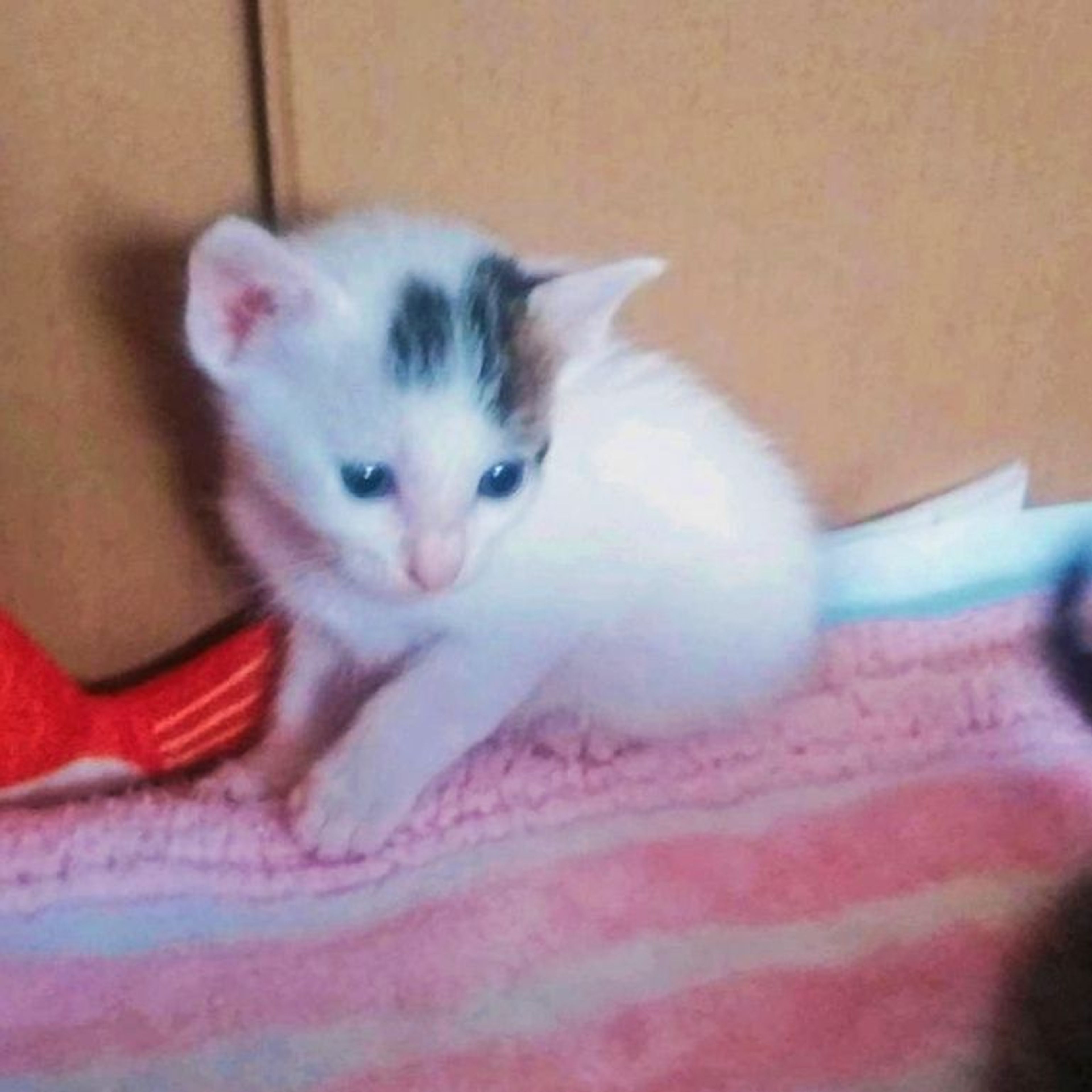 pet-image-3