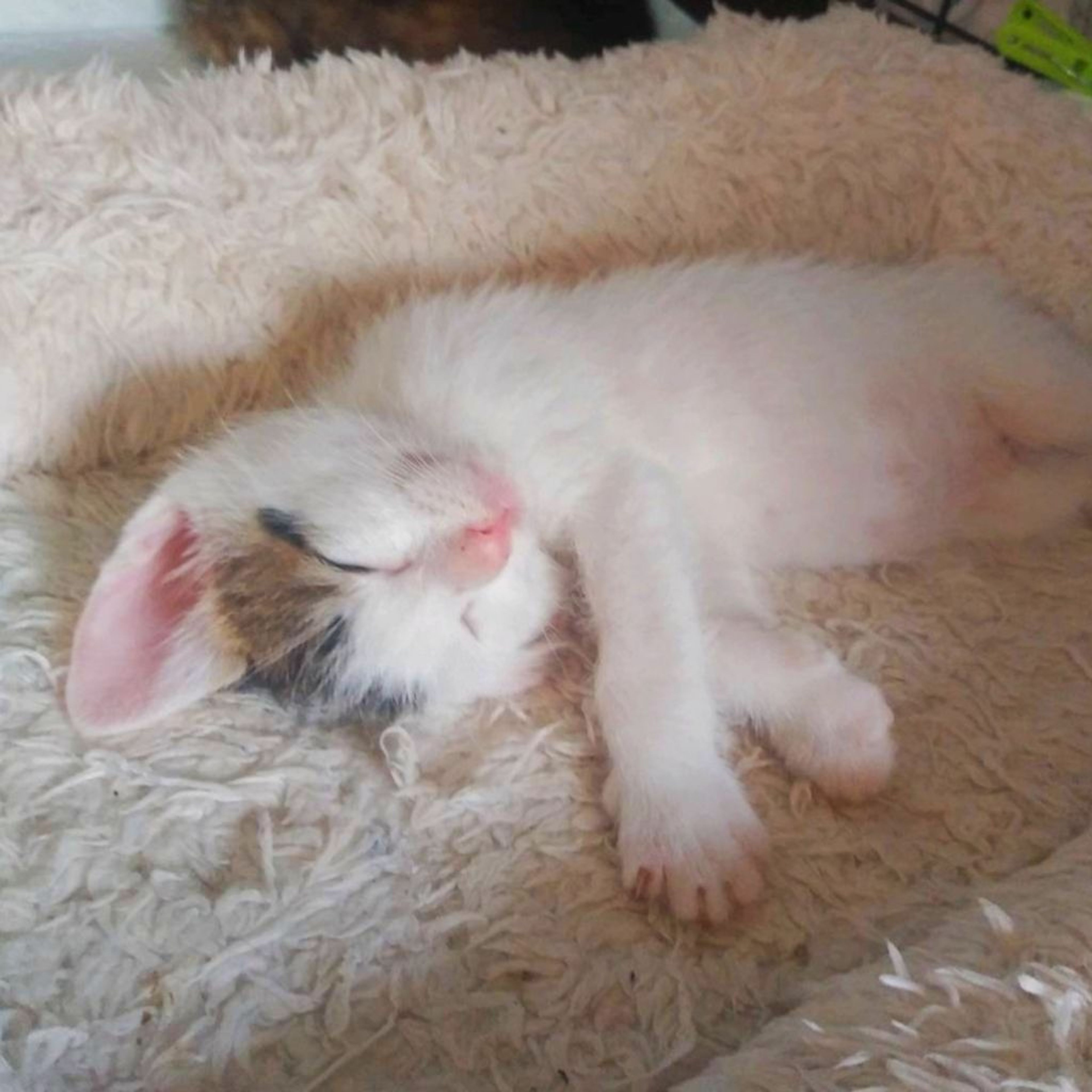 pet-image-4