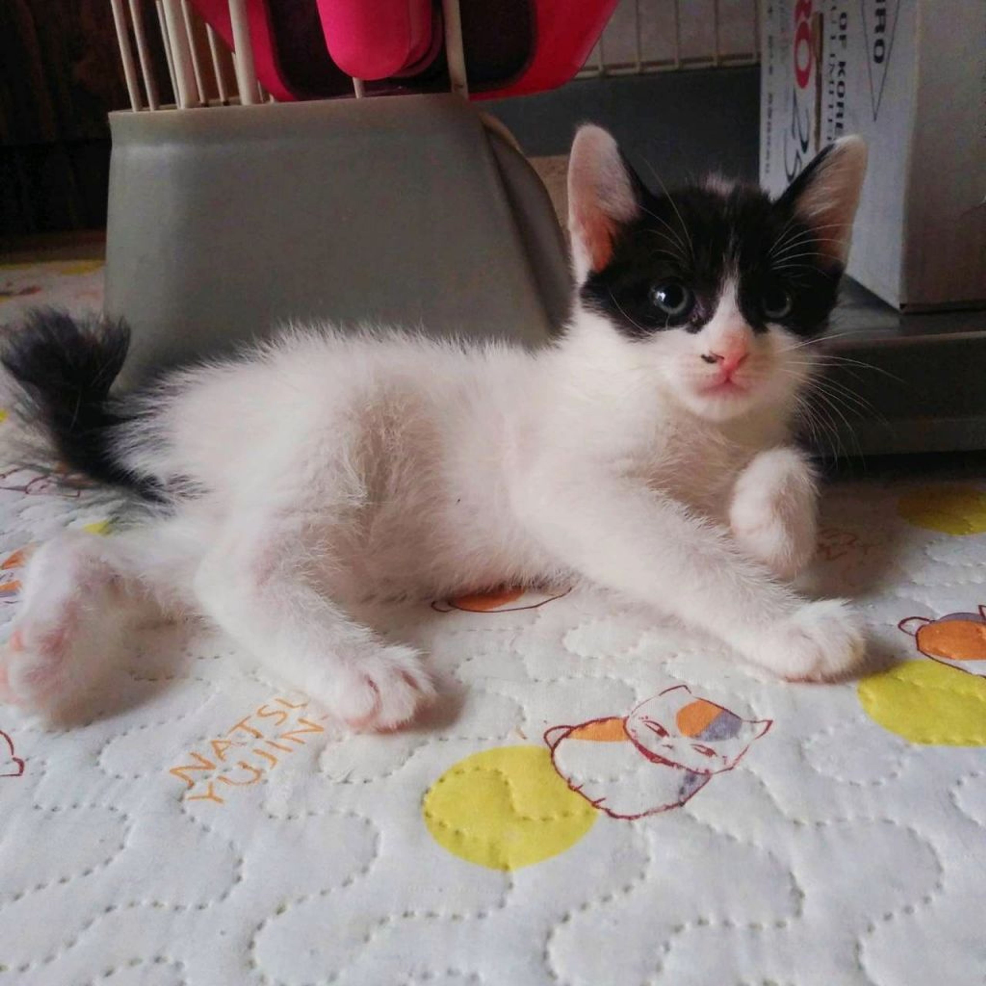 pet-image-2