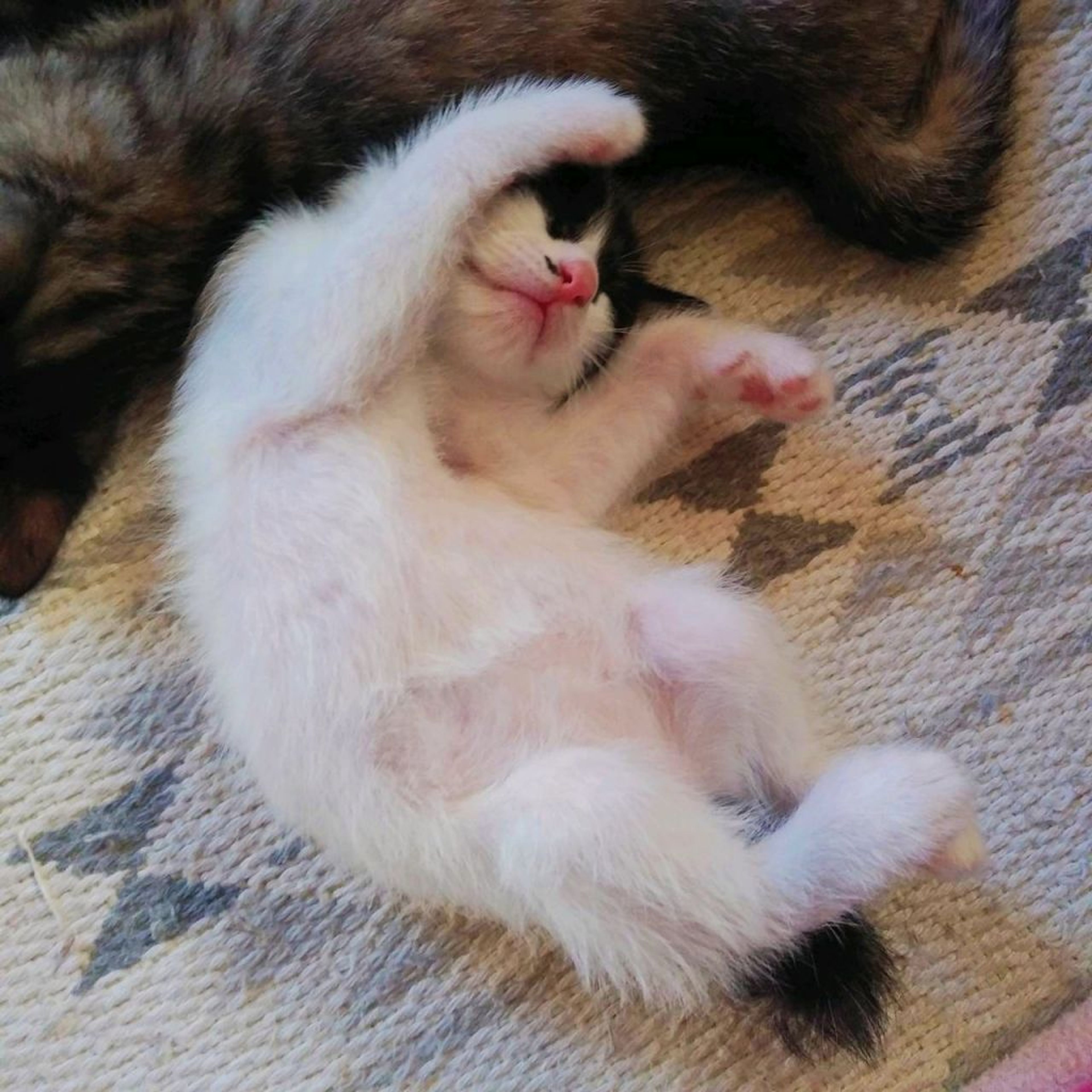 pet-image-4