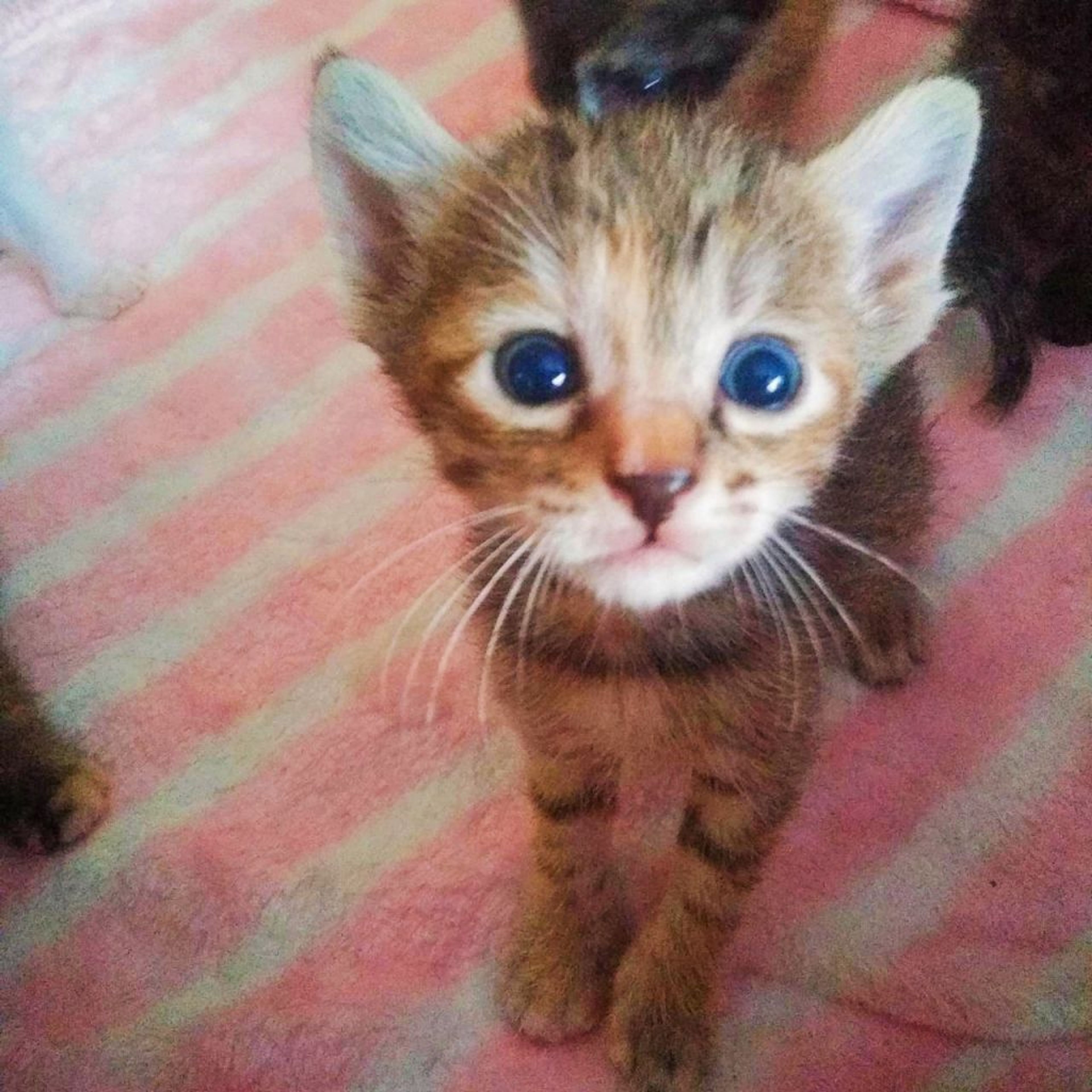 雑種（ミックス猫）・メスの里親募集の写真