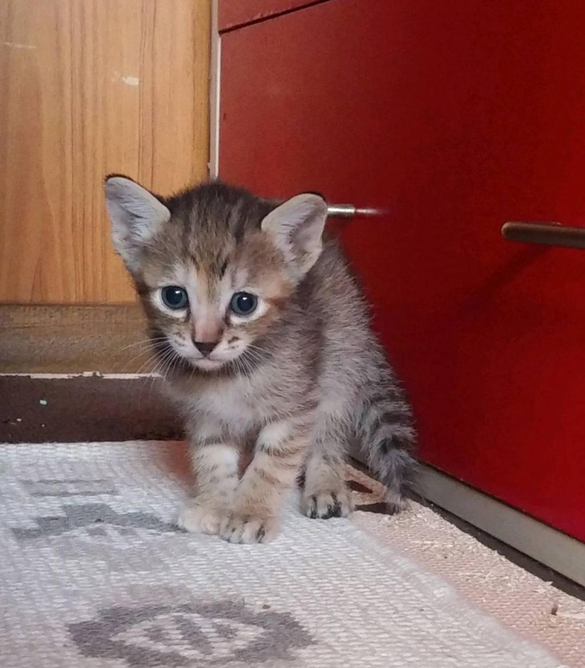 pet-image-4