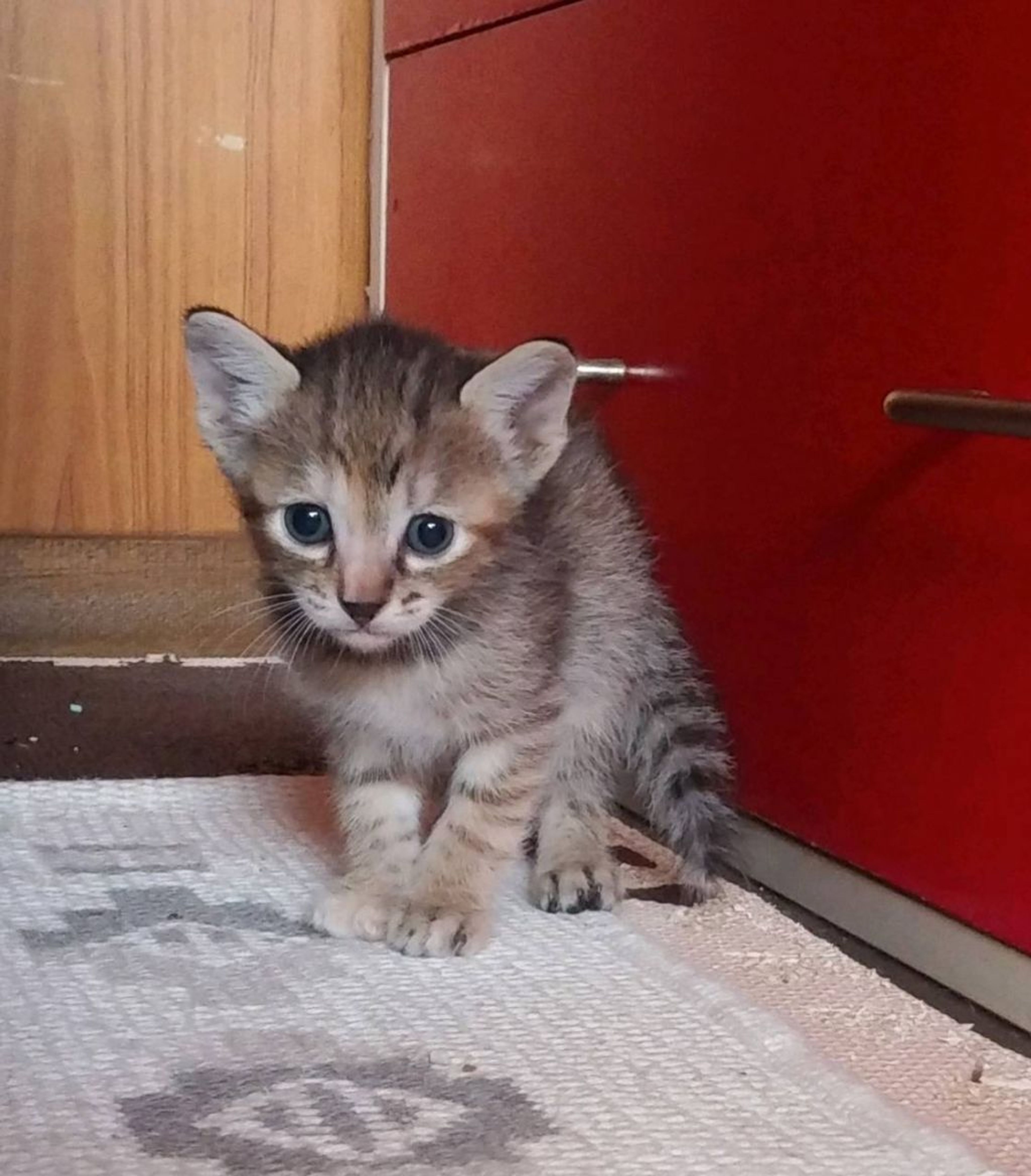 pet-image-4
