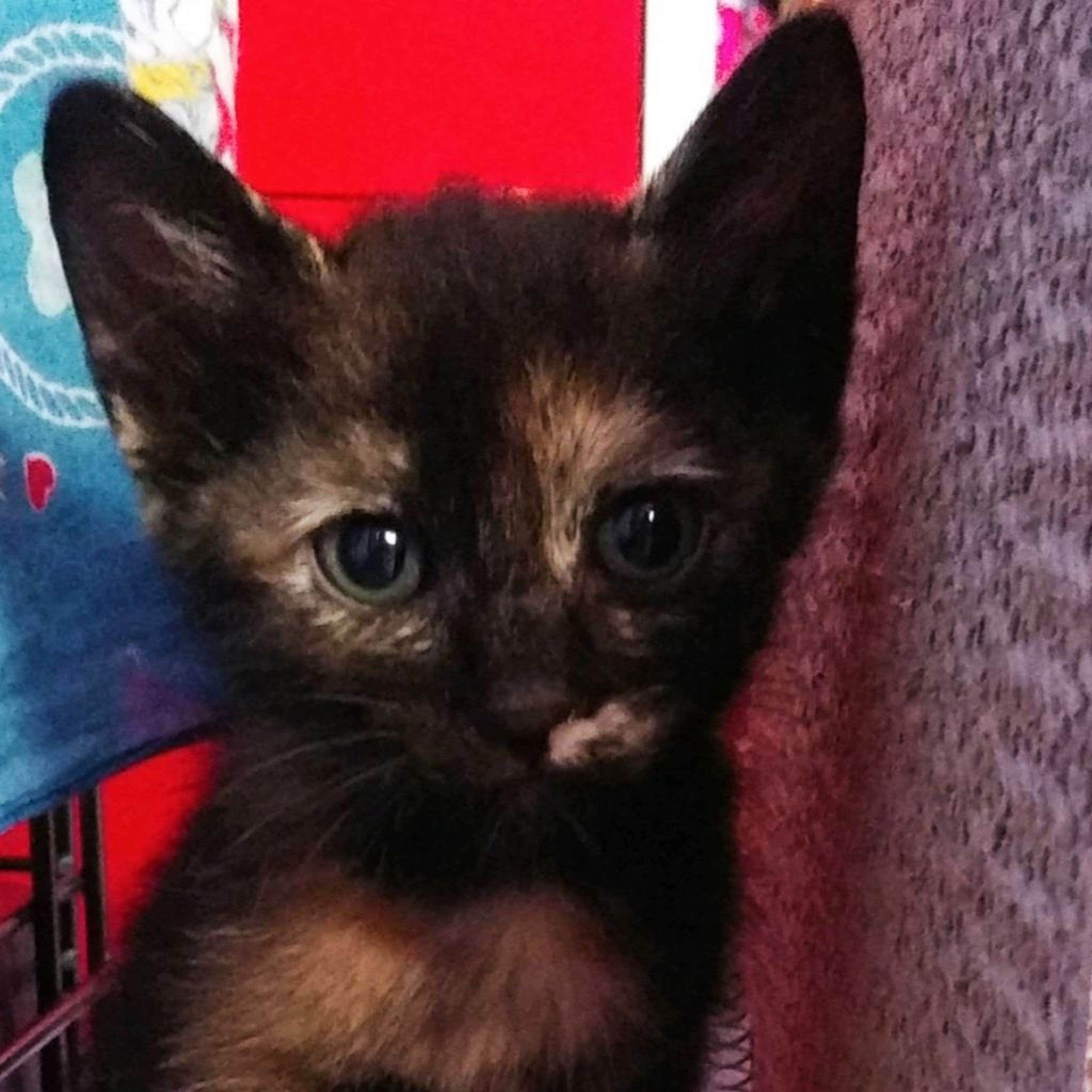 雑種（ミックス猫）・メスの里親募集の写真
