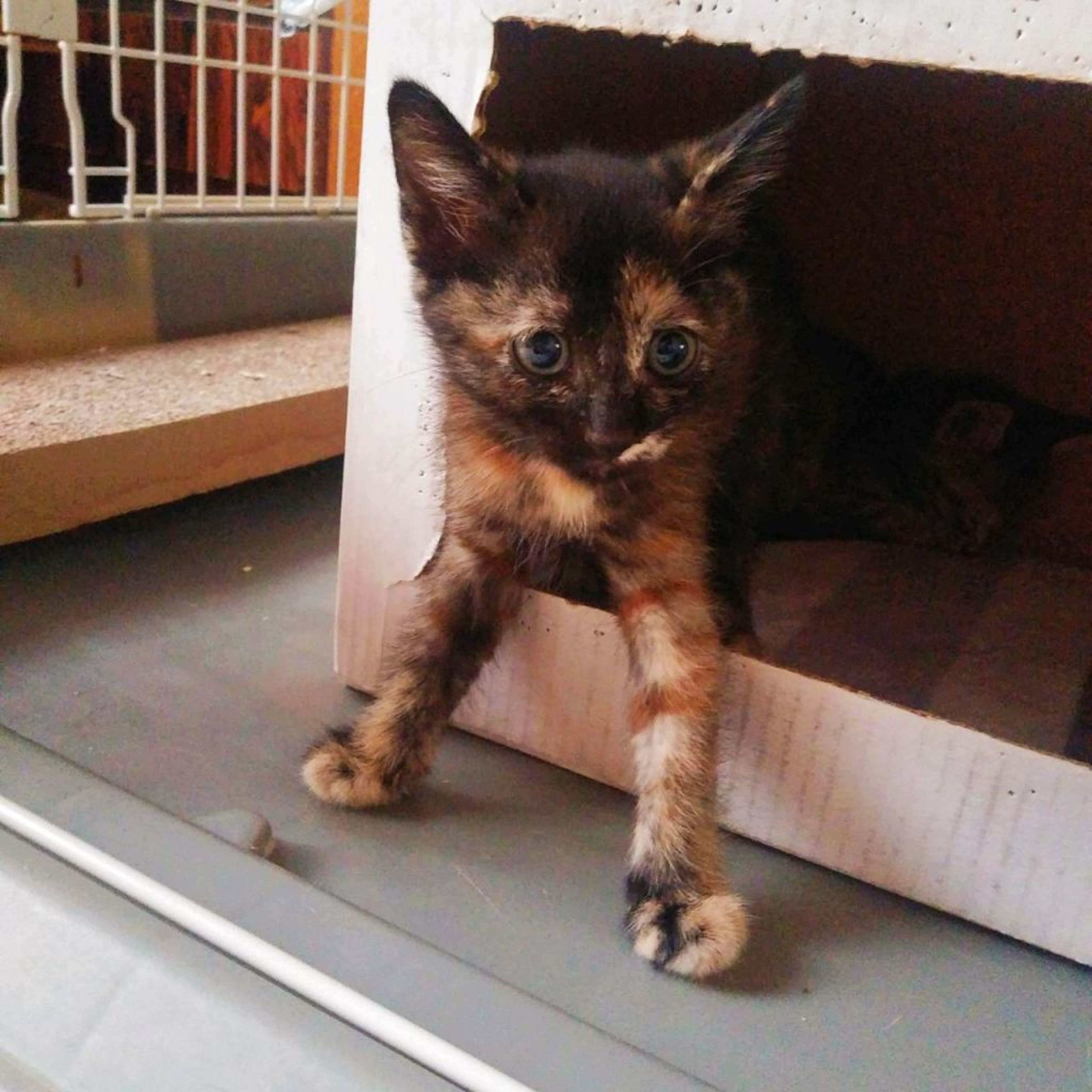 pet-image-3