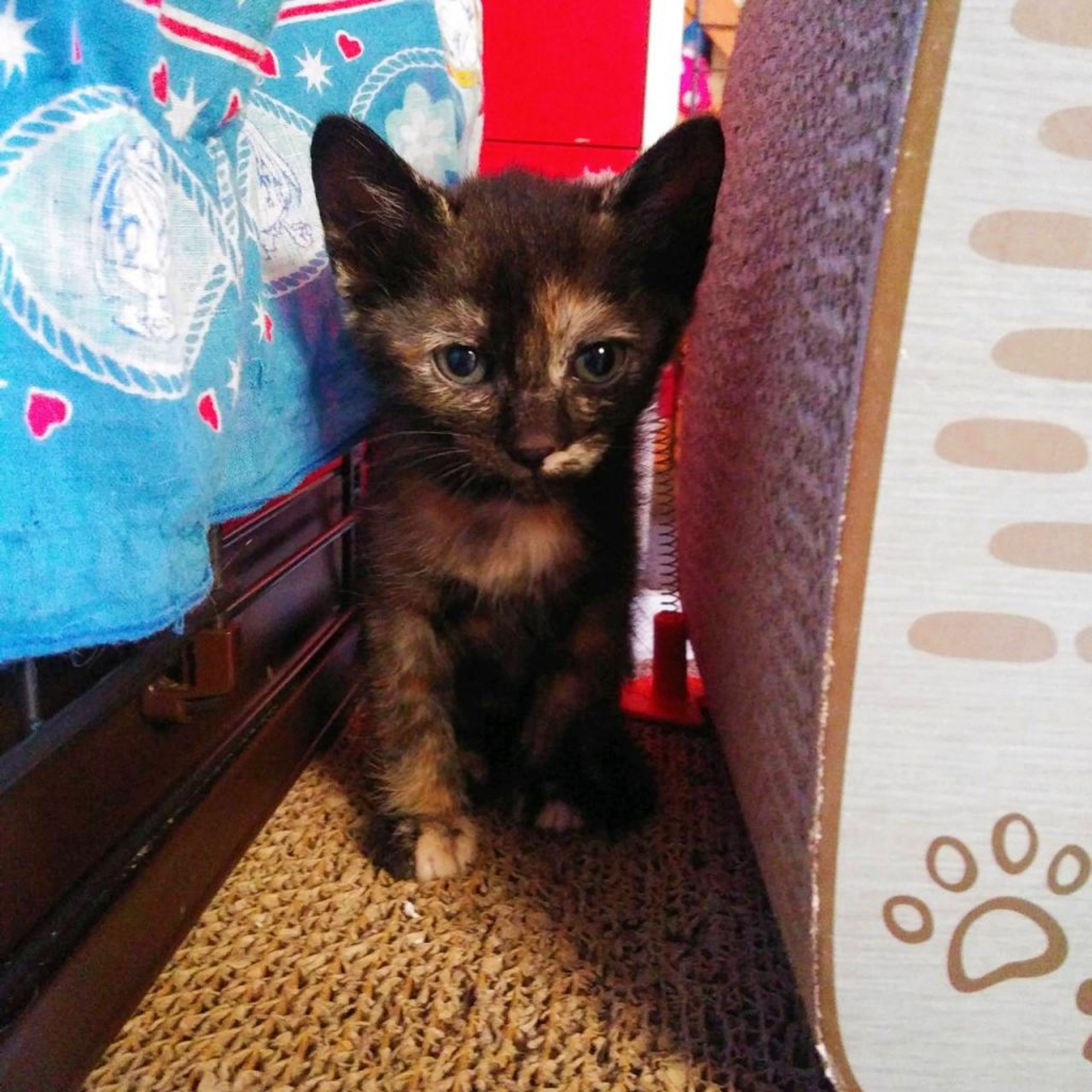 pet-image-4