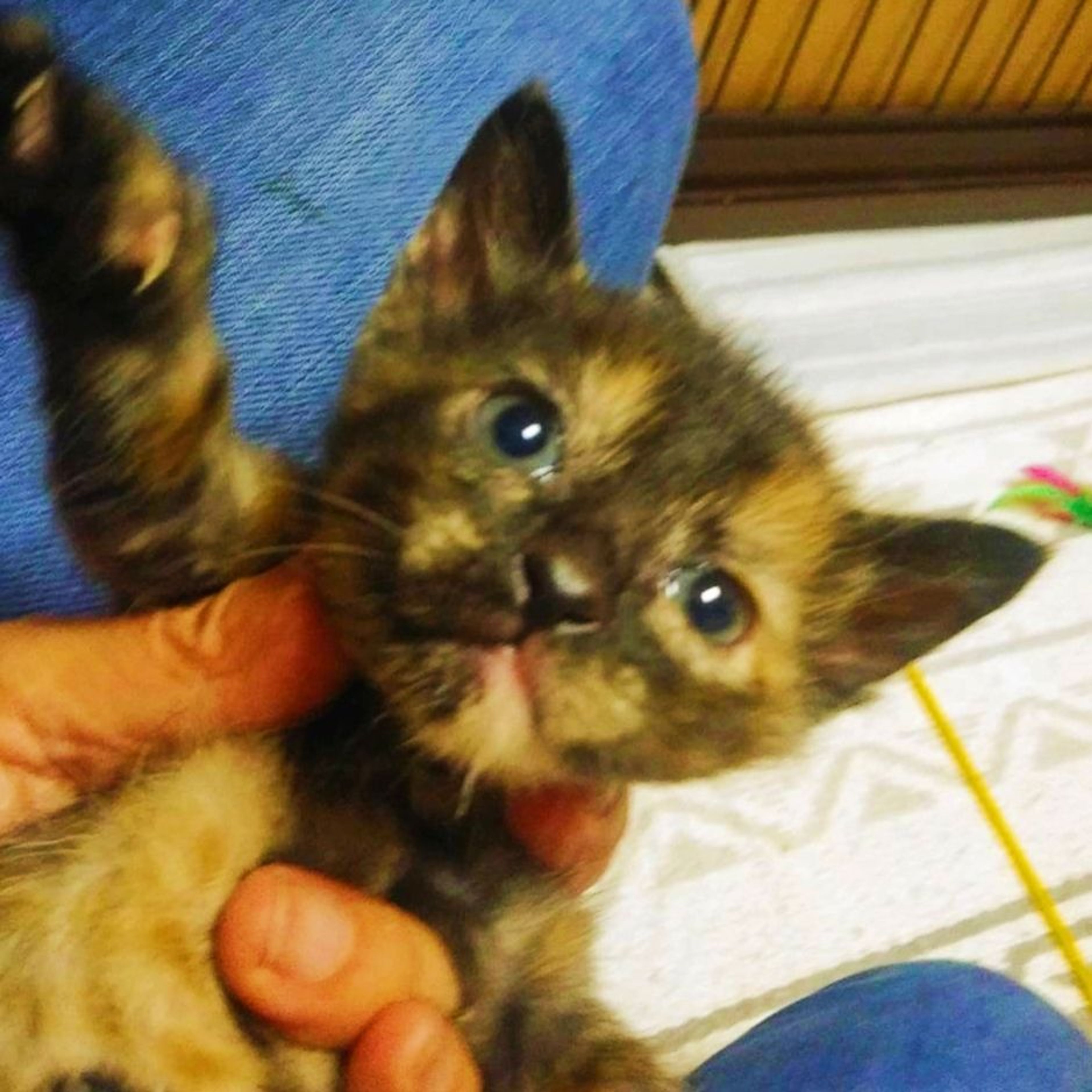 pet-image-5