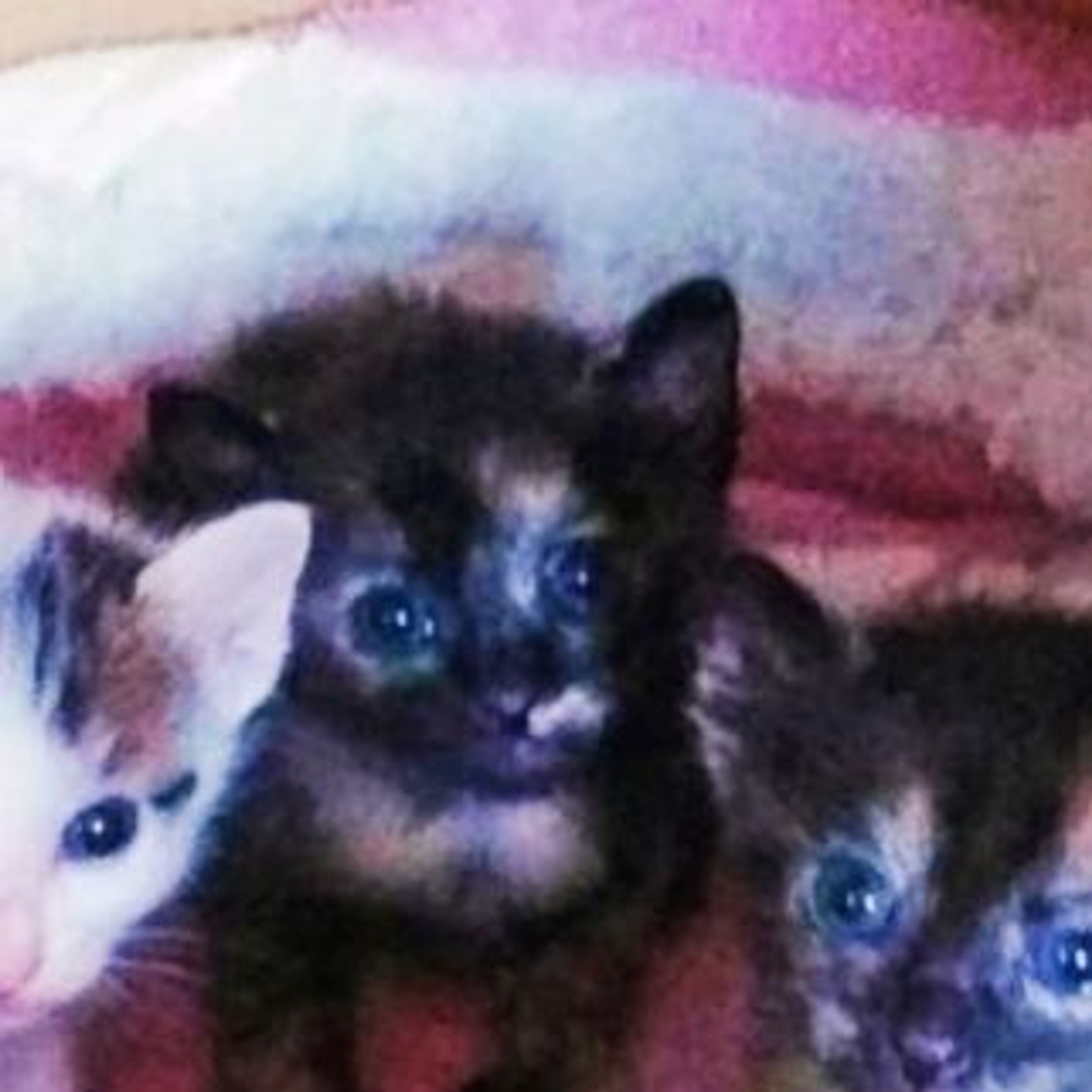 pet-image-2