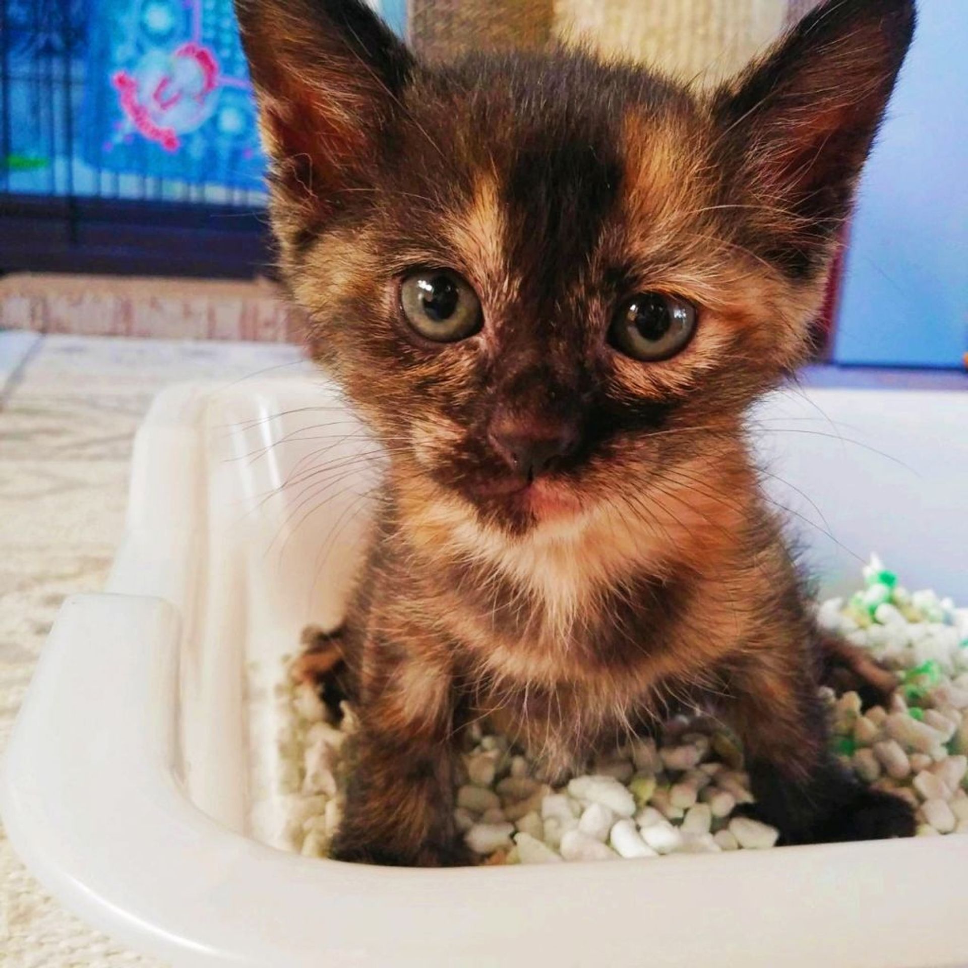 雑種（ミックス猫）・メスの里親募集の写真
