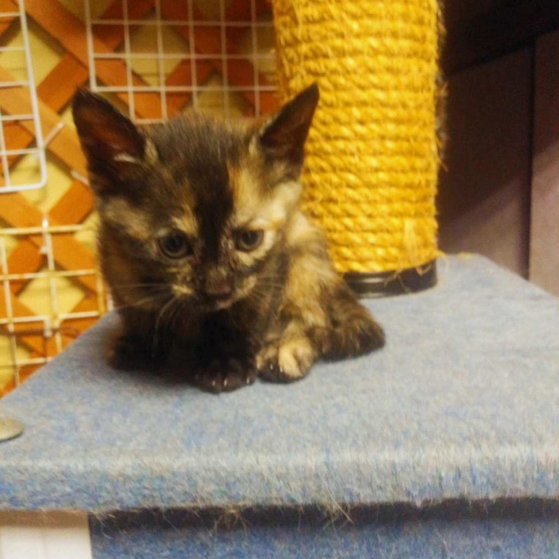pet-image-3