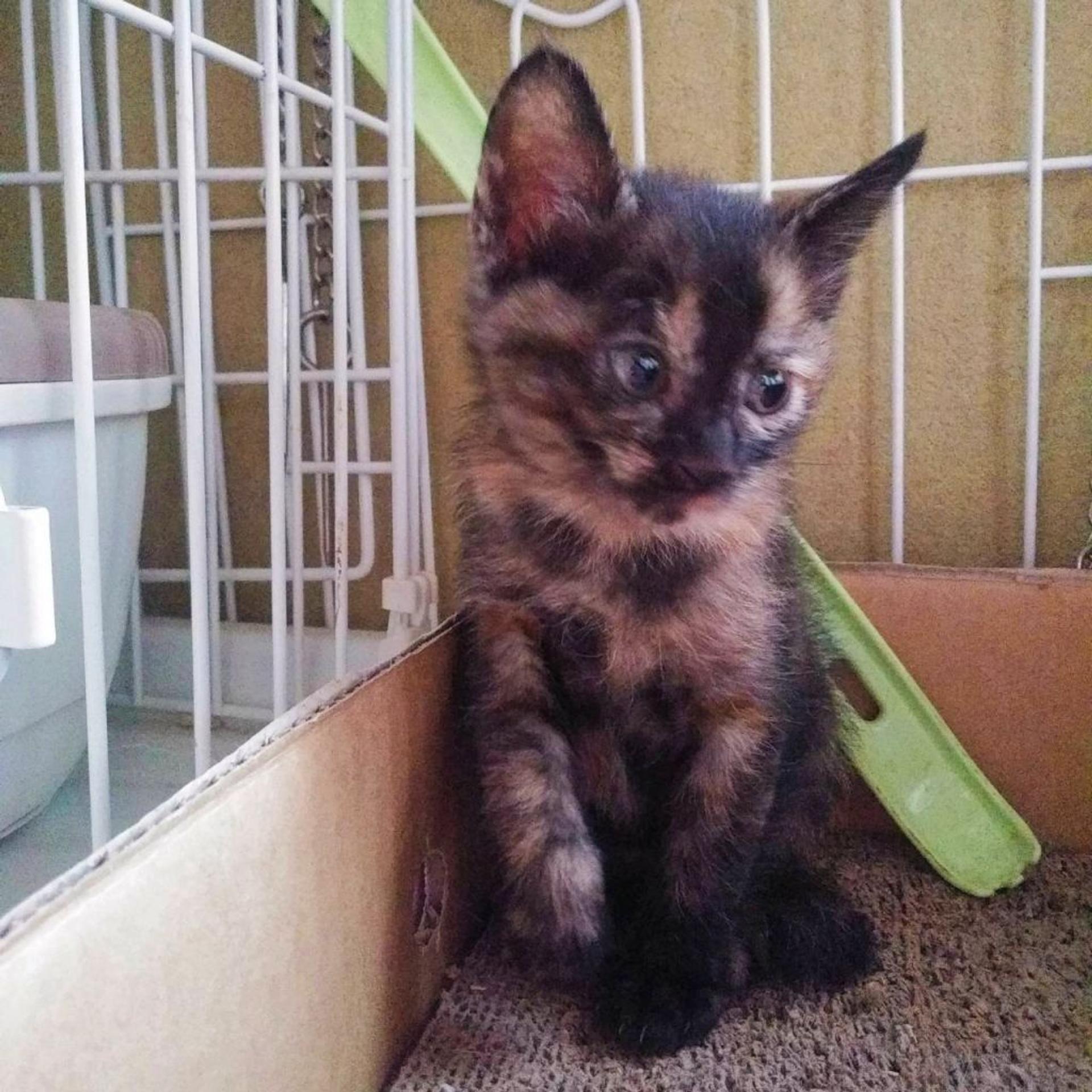 pet-image-4