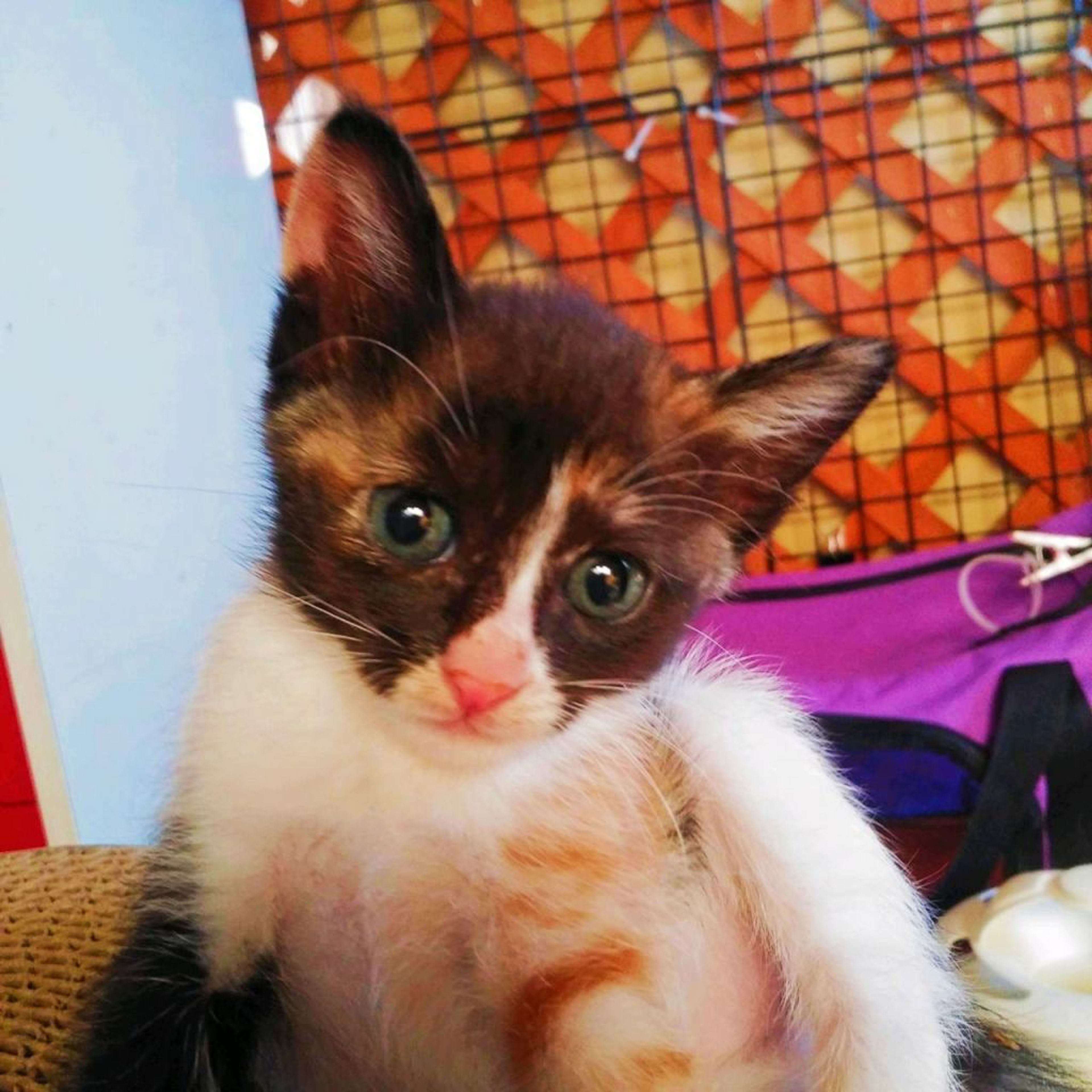 雑種（ミックス猫）・メスの里親募集の写真