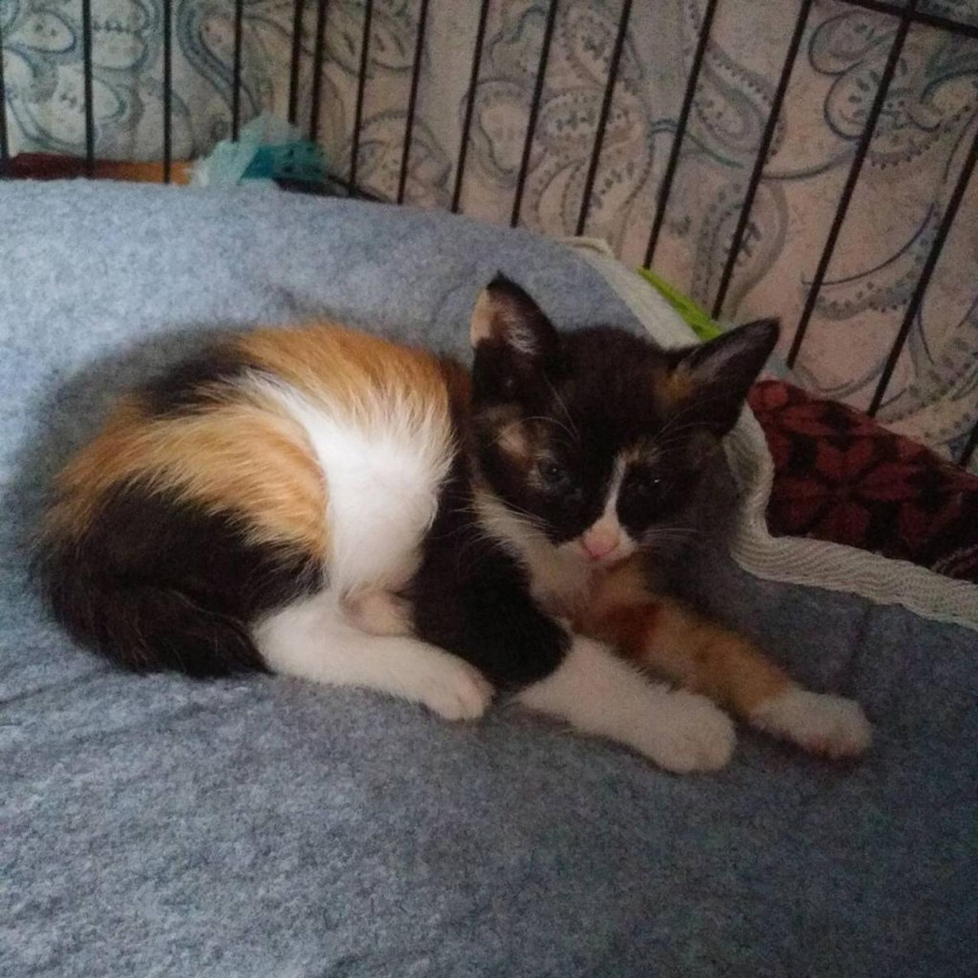 pet-image-2