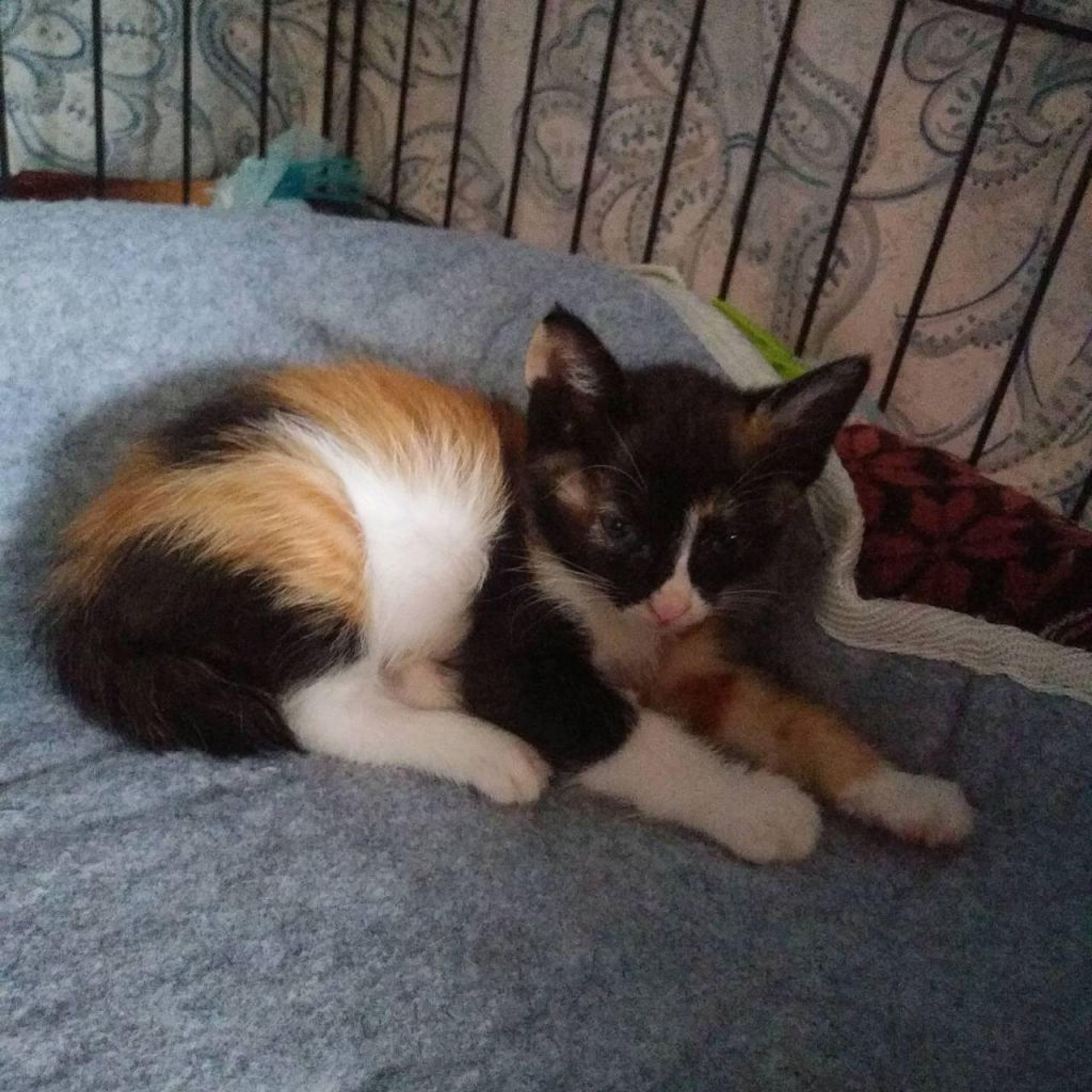 pet-image-2