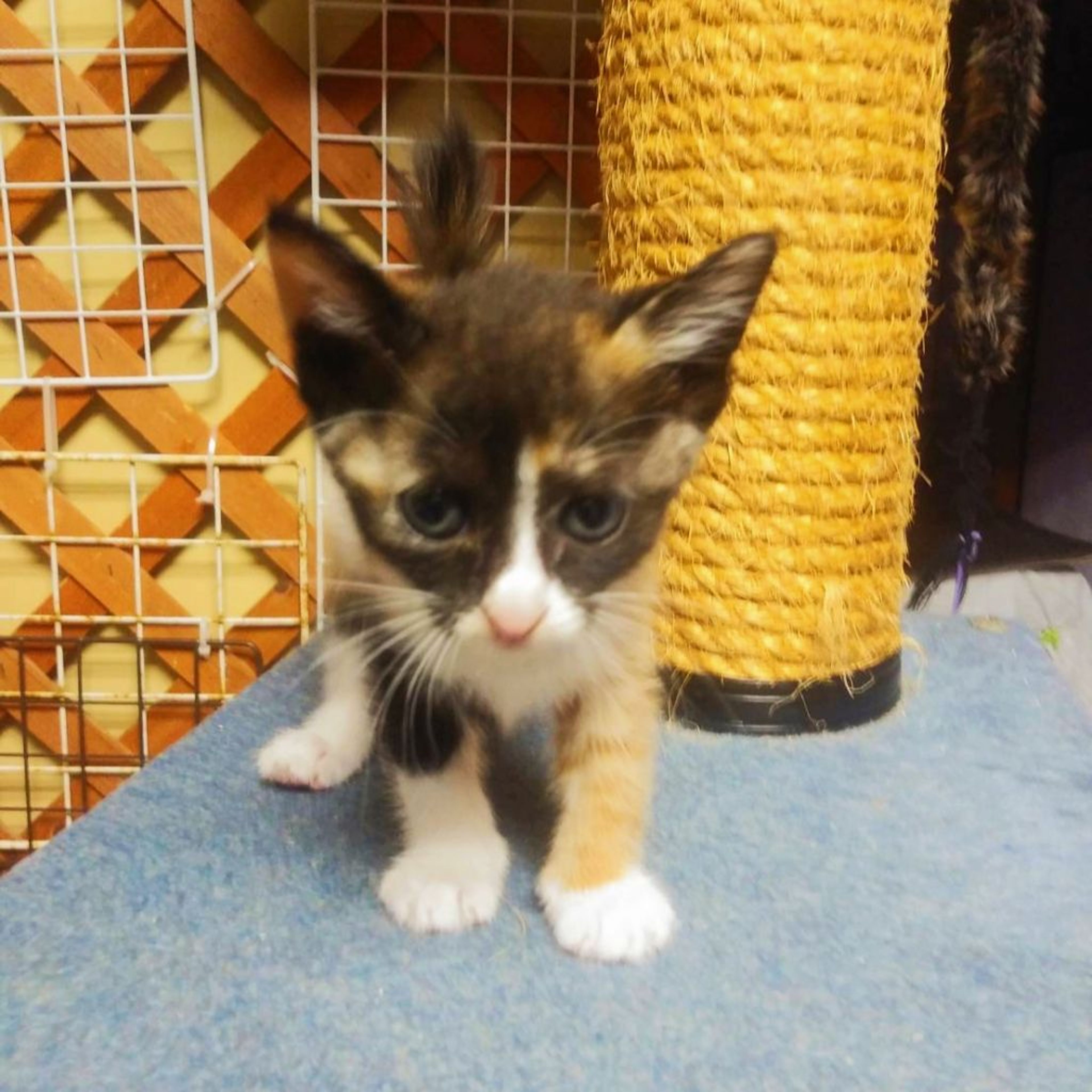 pet-image-3