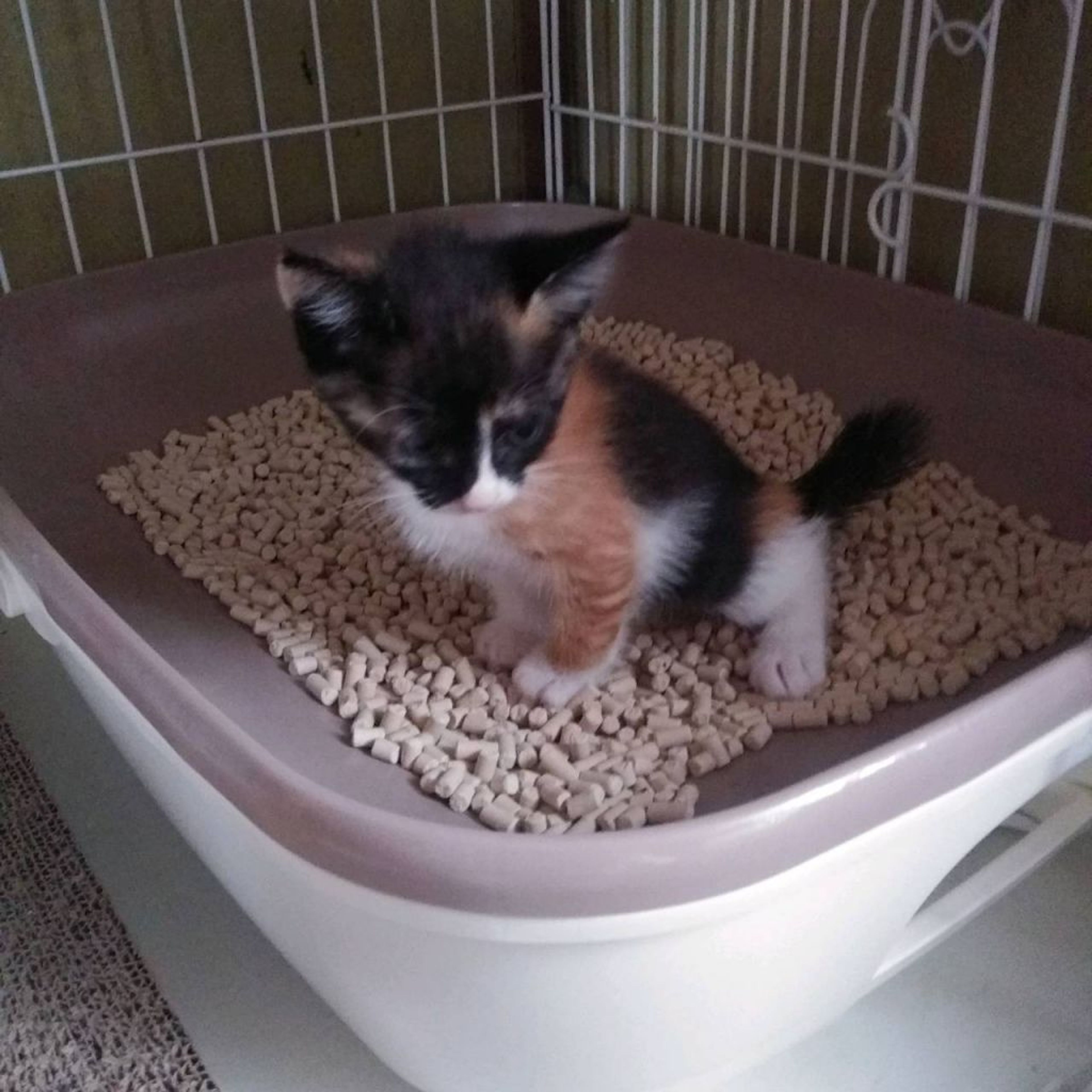 pet-image-4