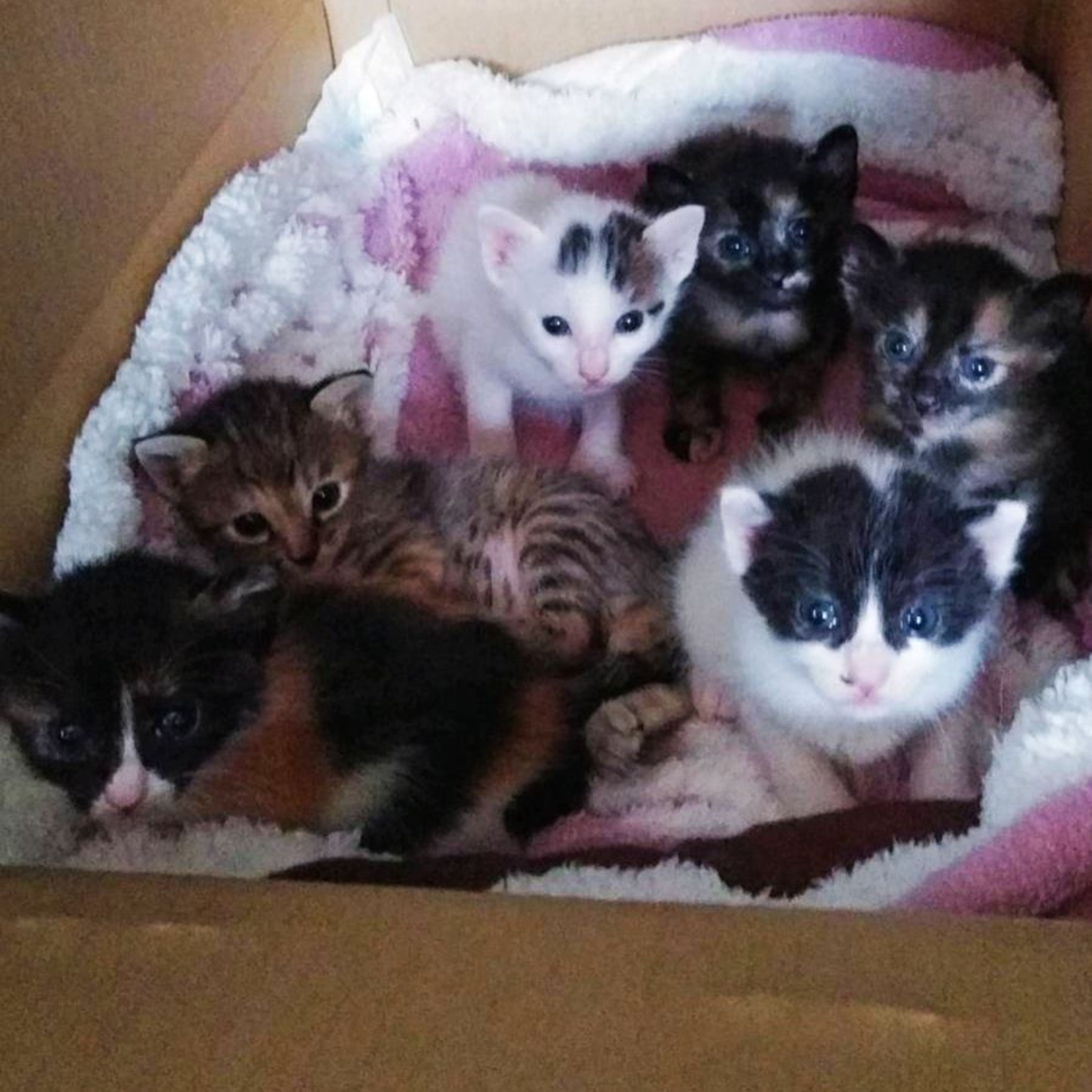 pet-image-5