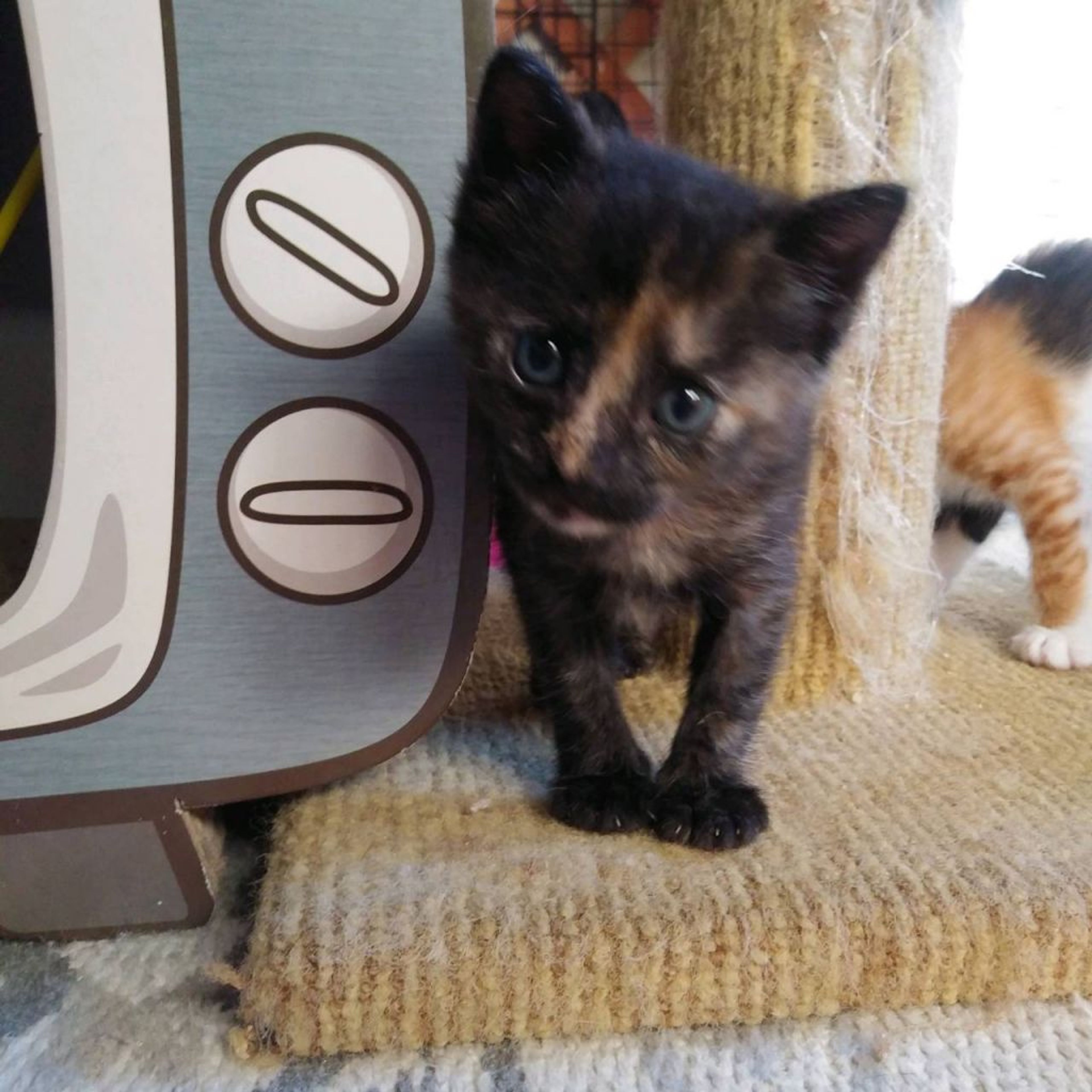pet-image-3