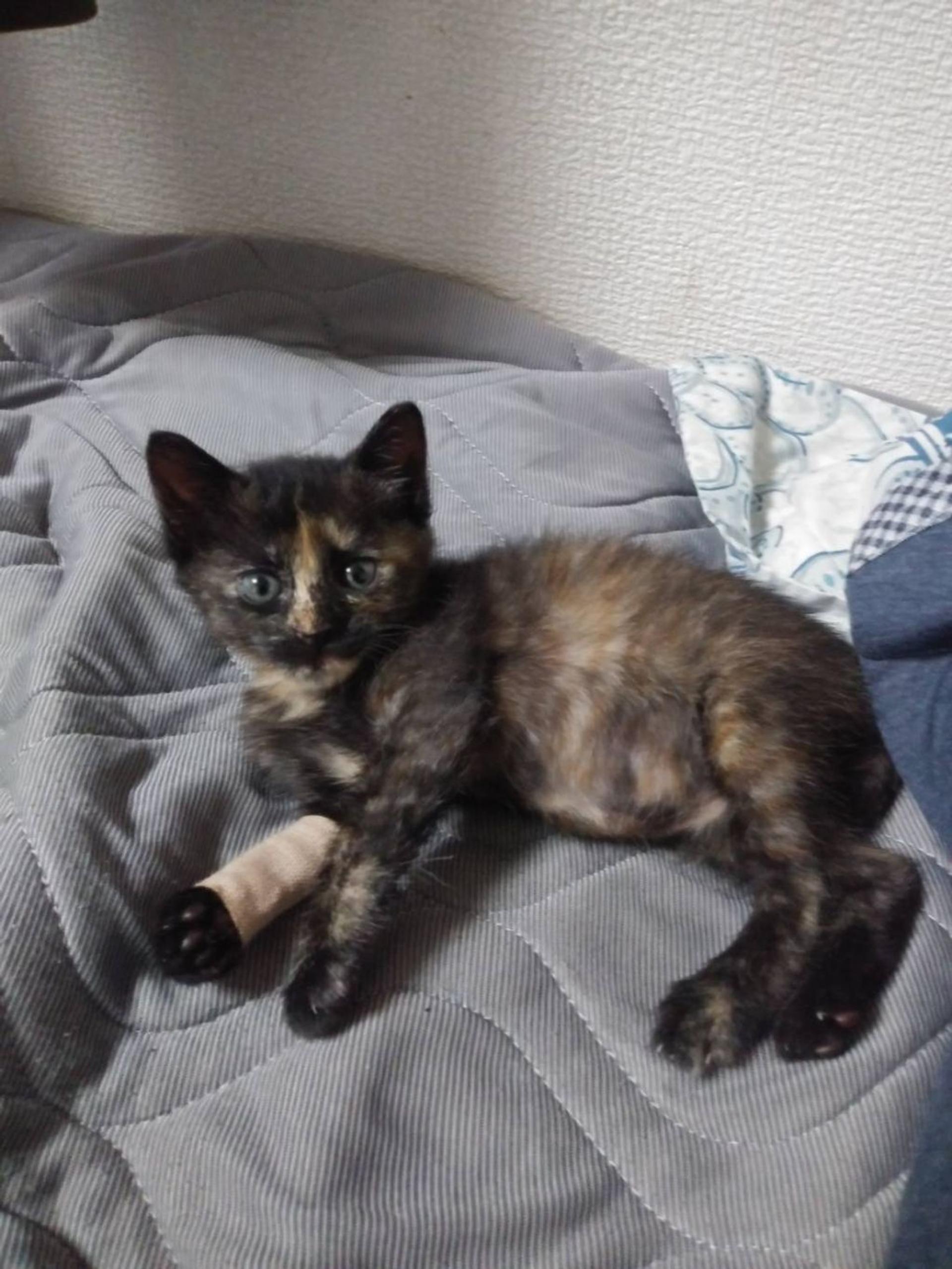 pet-image-4