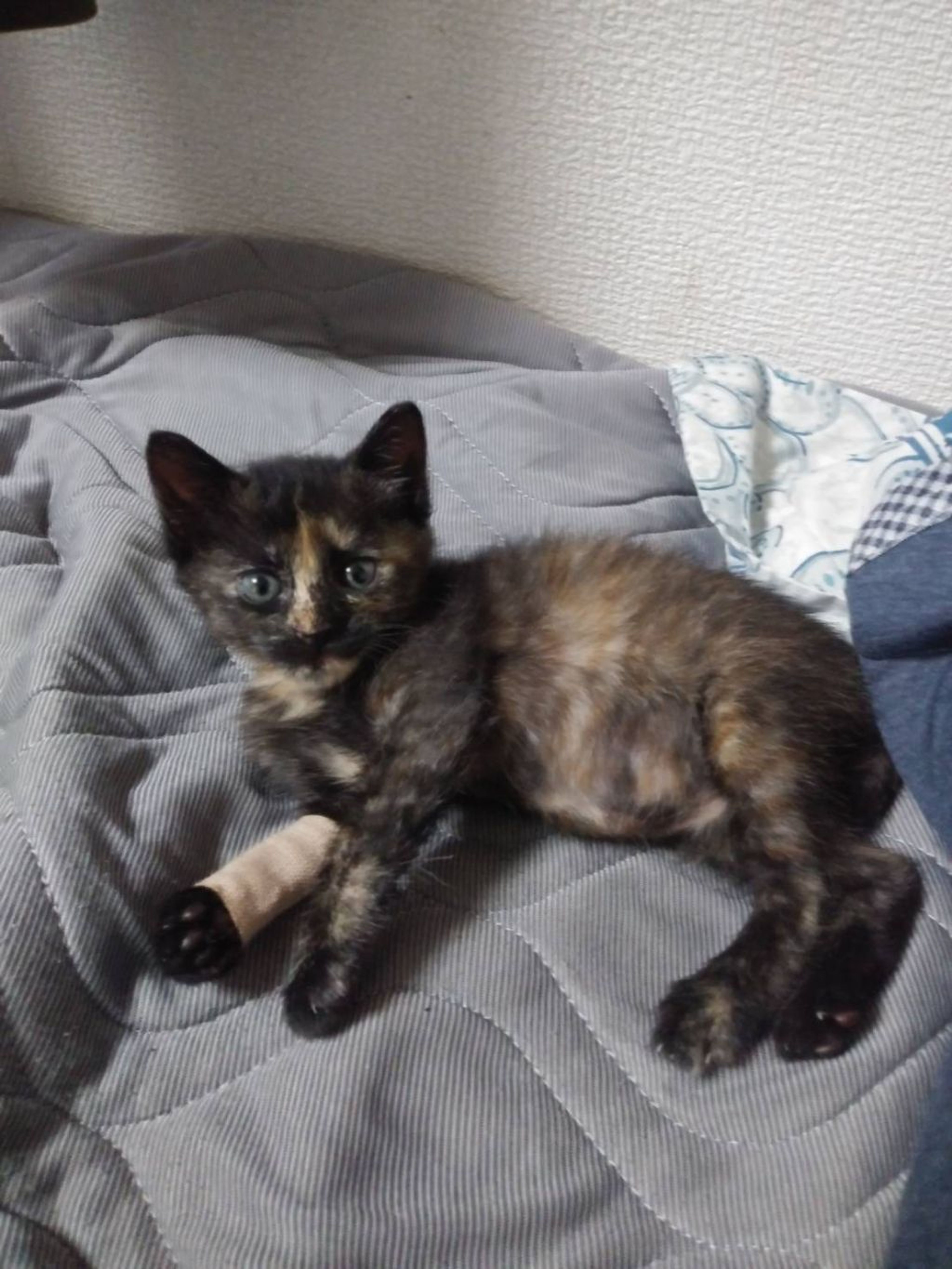 pet-image-4
